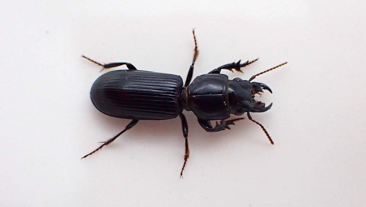 ナガヒョウタンゴミムシ｜Hinata