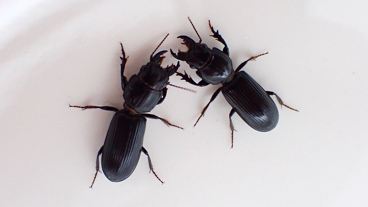 ナガヒョウタンゴミムシ｜Hinata