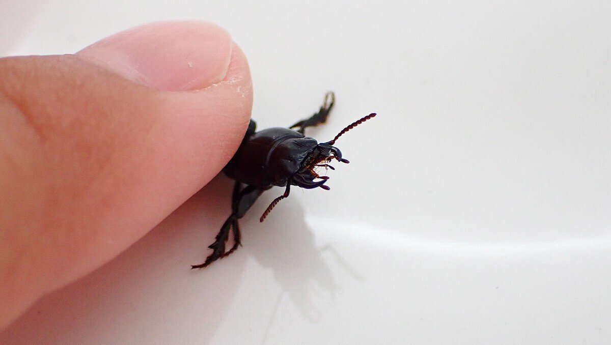 ベトナム産　ヒョウタンゴミムシセット　38-44mm ベトナム産 ヒョウタンゴミムシセット 38-44mm 【公式通販】