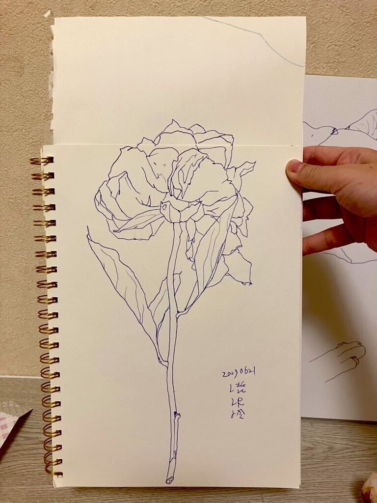 毎日15分デッサンをしている日々のこと｜渋澤怜✍️🐈🎨🪕🇻🇳