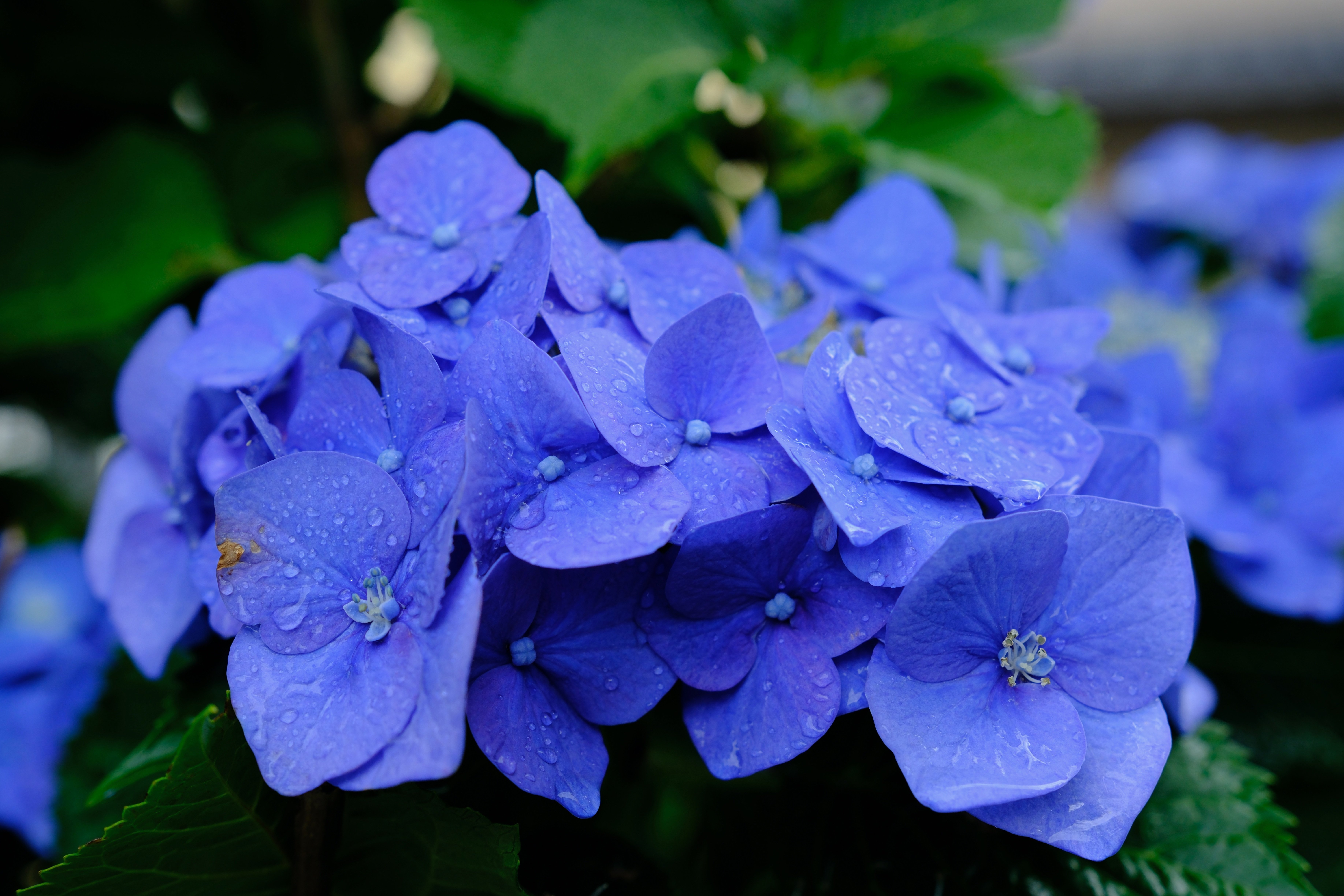 紫陽花 楽天市場】【数量限定】紫陽花 ネイビーブルー 5号鉢 鉢植え ギフト 母