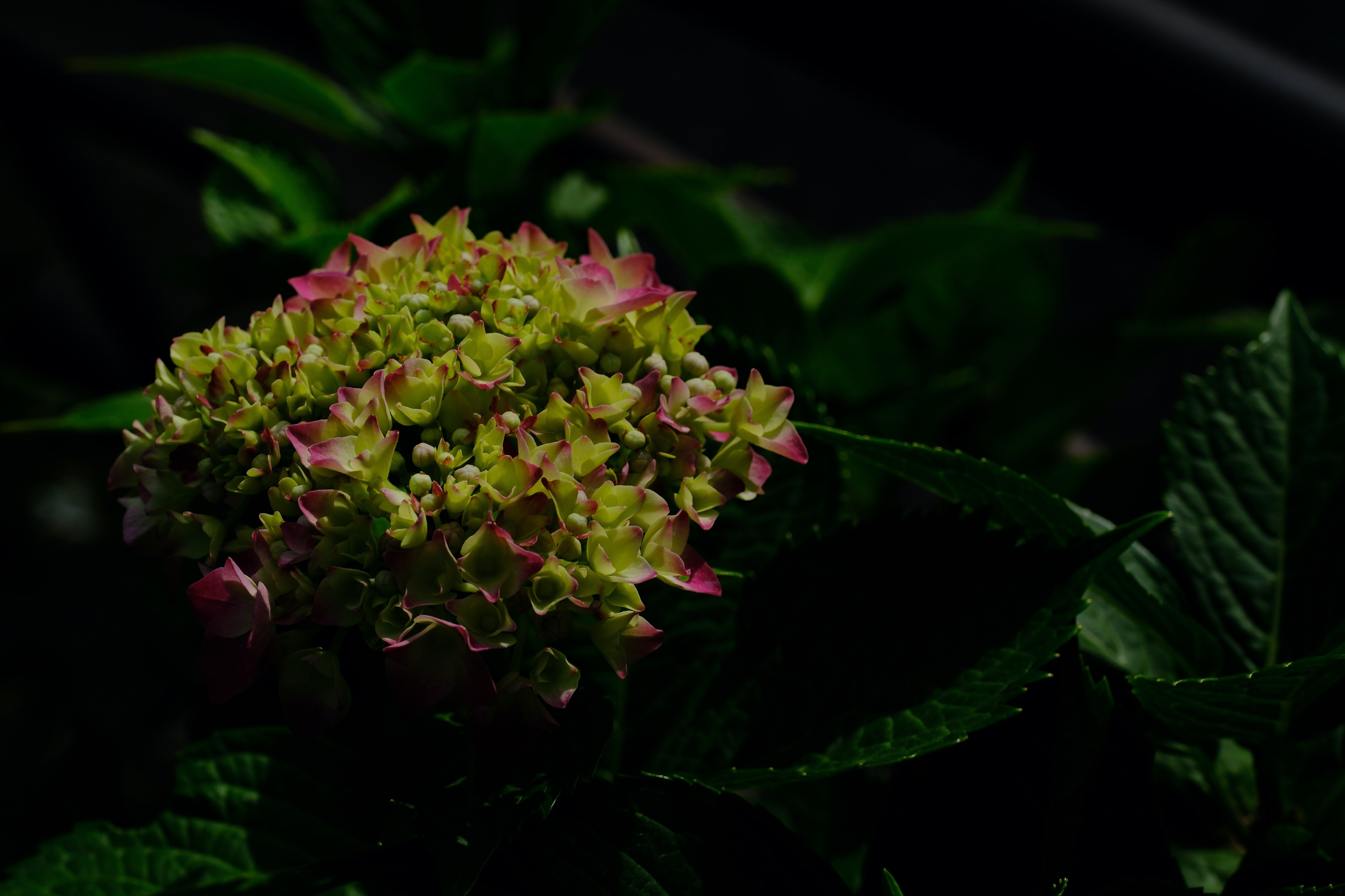 花 X-H2で紫陽花をいろいろ撮ってみる（素人がプロなるための260週の記録