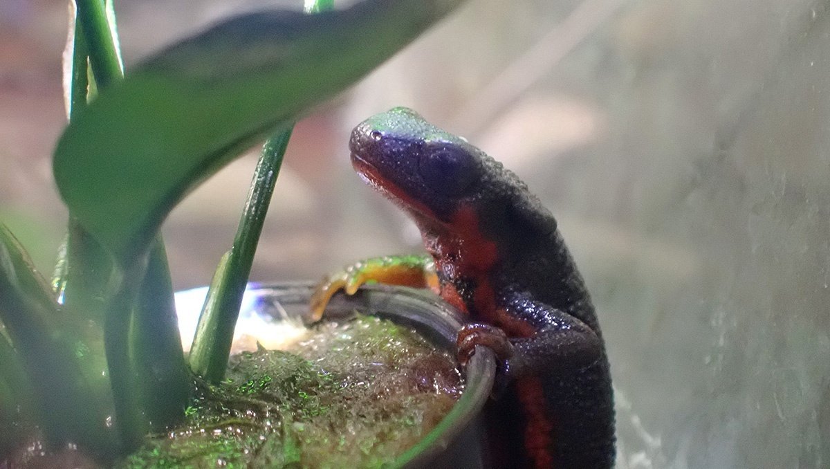 アカハライモリ｜Hinata