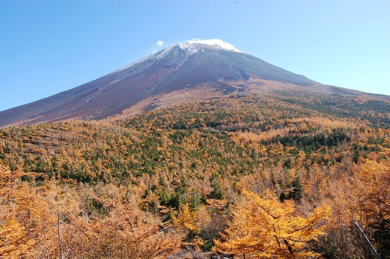奥庭展望台から見上げたカラマツの黄葉と富士山。