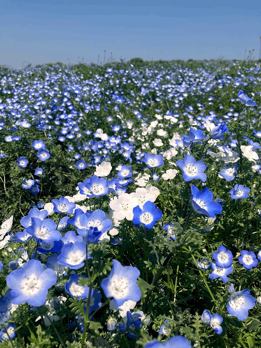 My Trip to the Nemophila Festival 2023｜宮崎ひかり
