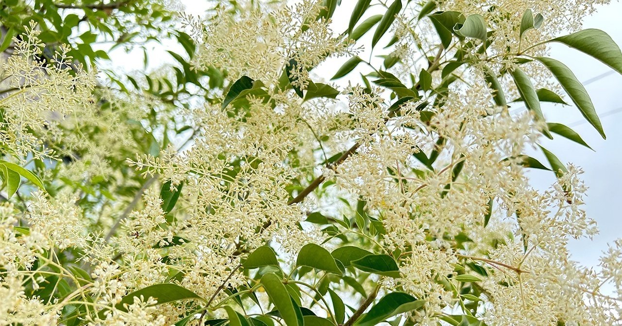 木花 都道府県の花#46】鹿児島県の木・花について - アタマの中は花畑