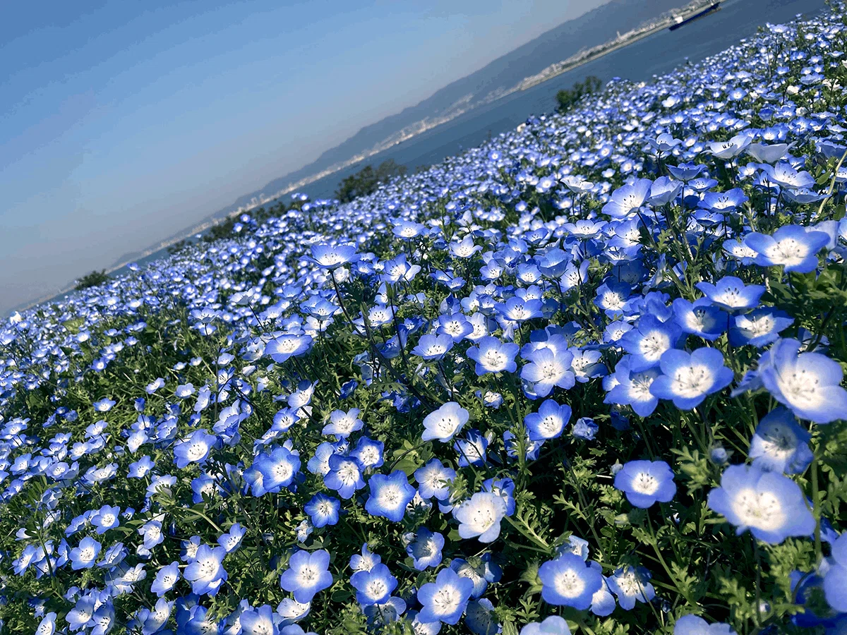 My Trip to the Nemophila Festival 2023｜宮崎ひかり