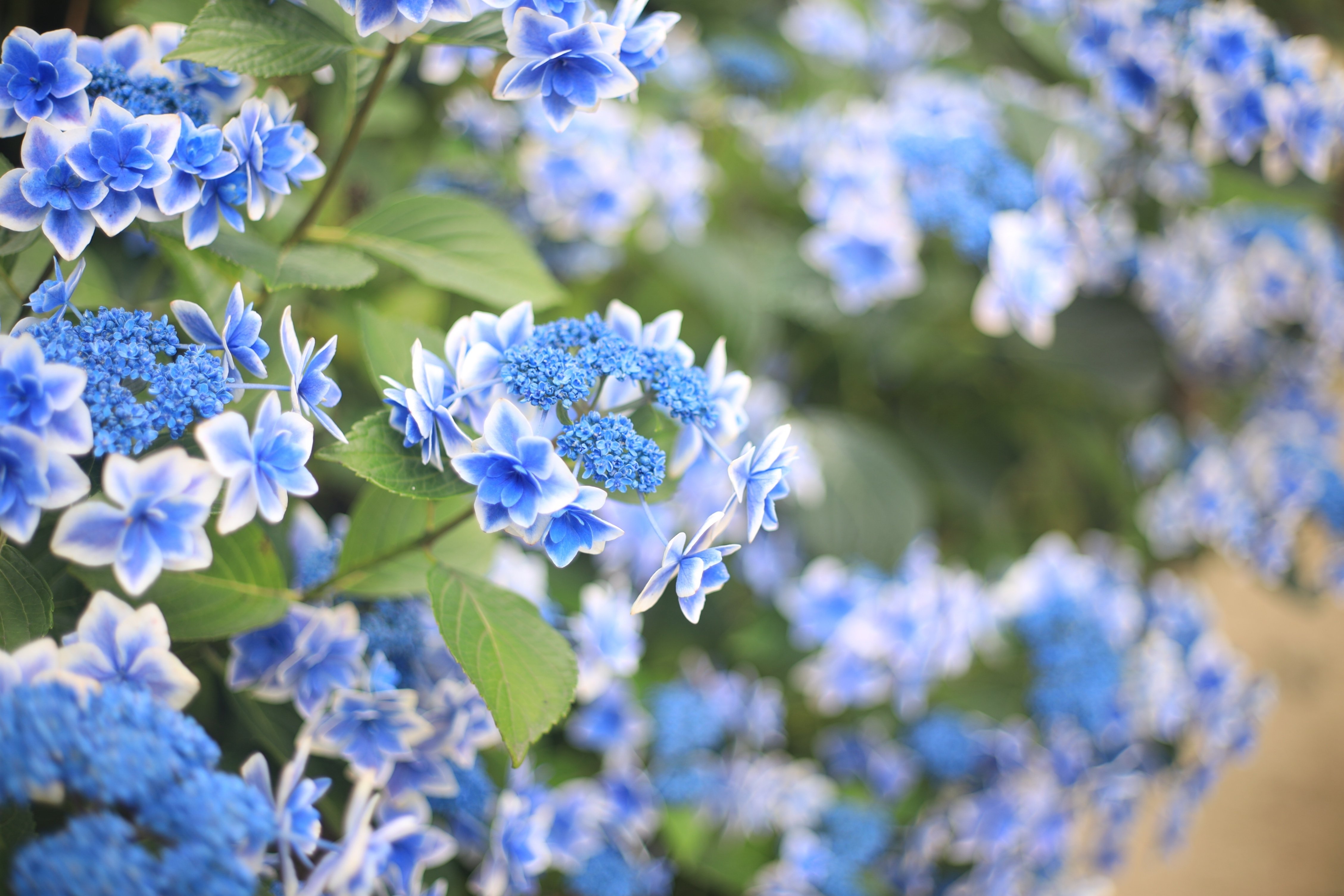 Canon T80 ＋ New FD 50mm F2 動作確認済み 作例あり F2.8で写す世界が美しすぎた。（キヤノンNew FD50mm F2 の実写レビュー