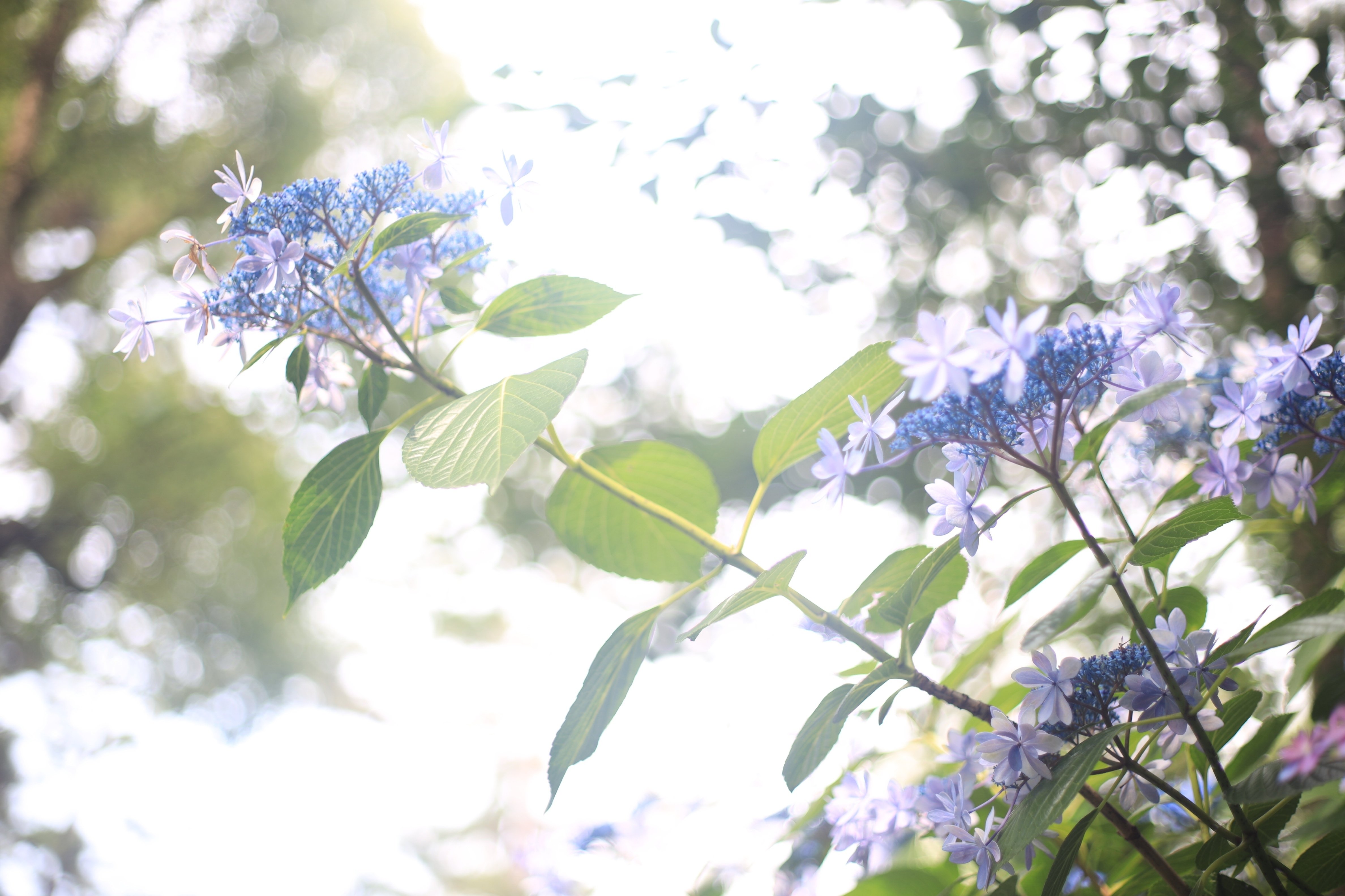 F2.8で写す世界が美しすぎた。（キヤノンNew FD50mm F2 の実写レビュー