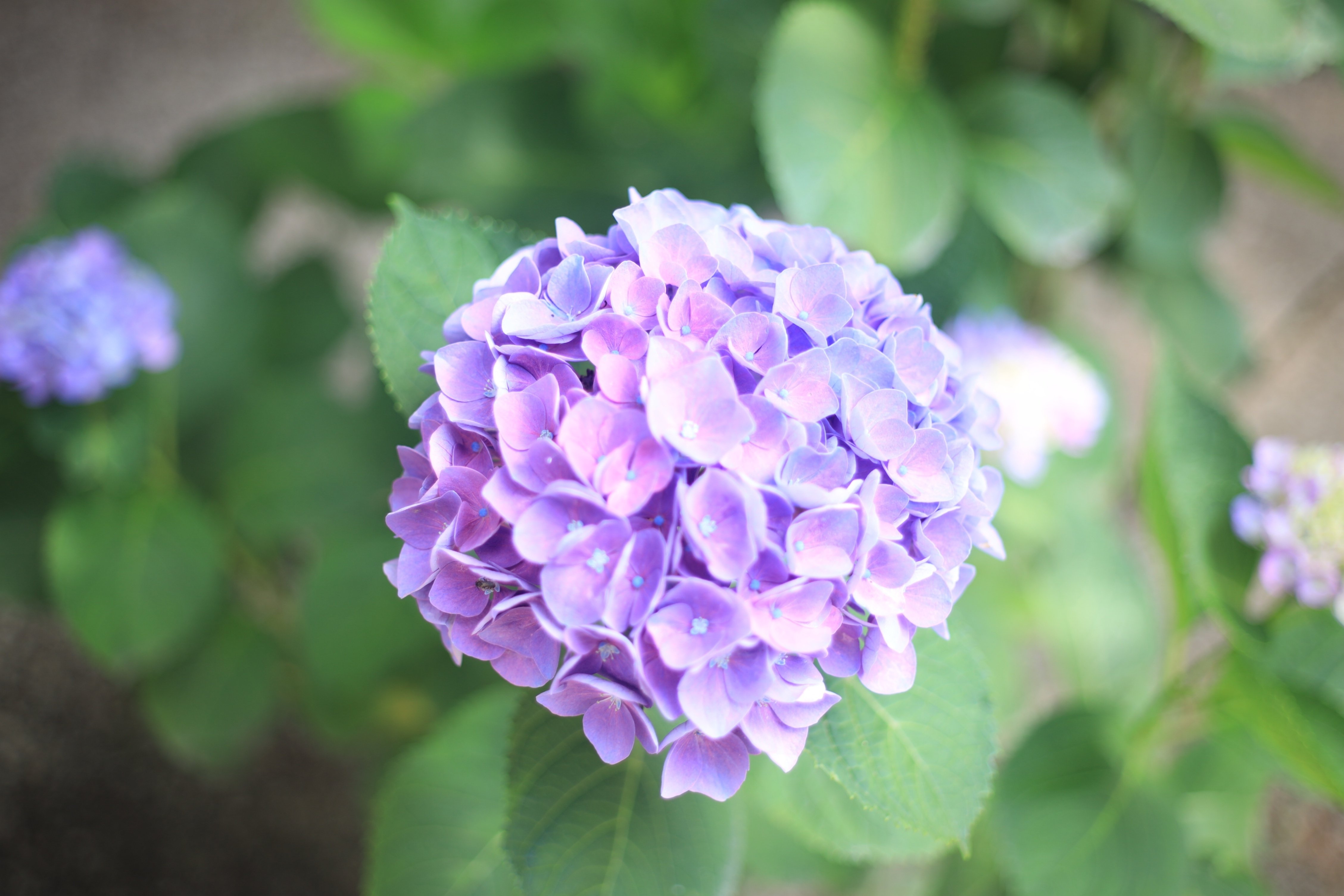 F2.8で写す世界が美しすぎた。（キヤノンNew FD50mm F2 の実写レビュー