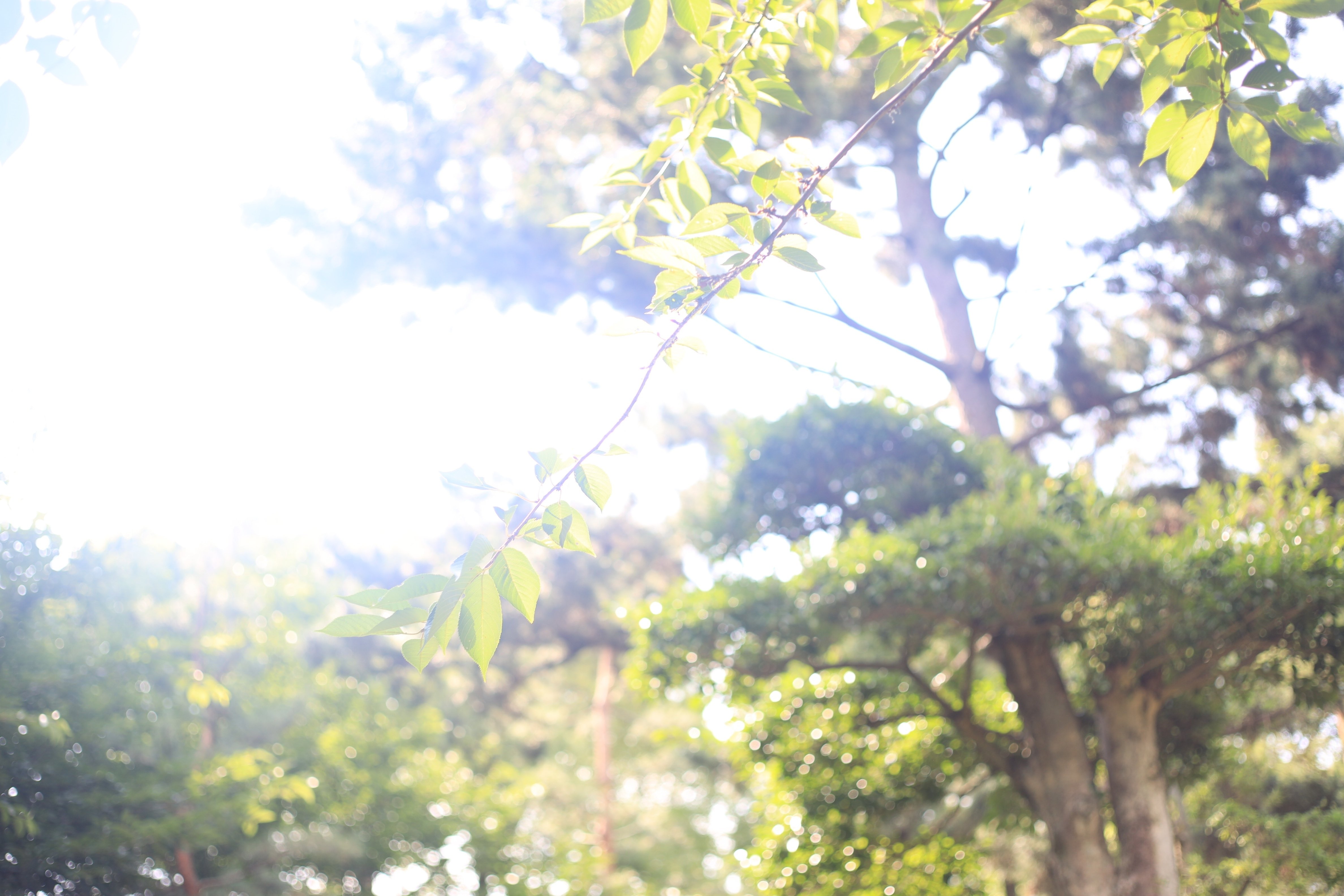 F2.8で写す世界が美しすぎた。（キヤノンNew FD50mm F2 の実写レビュー