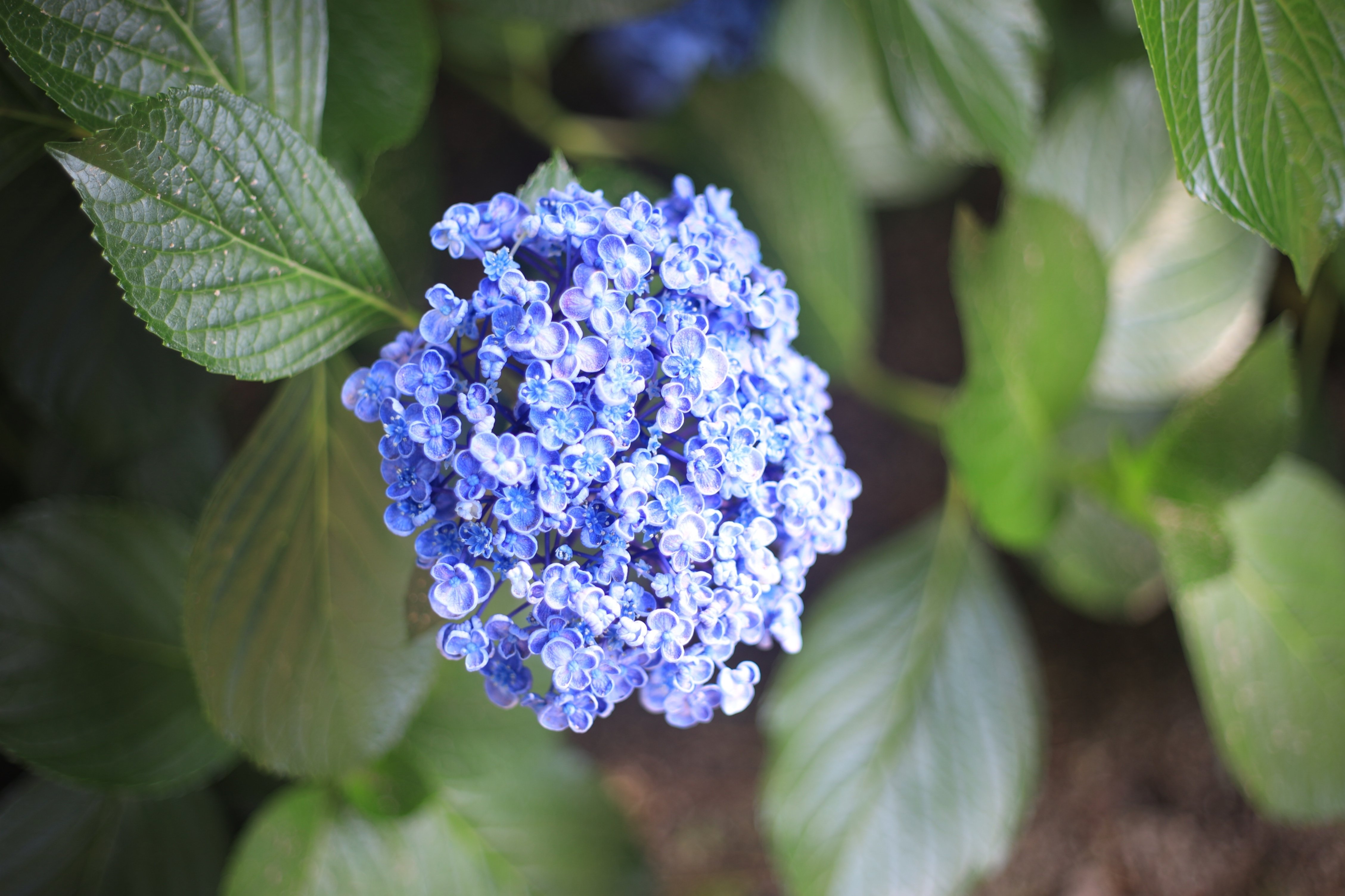 F2.8で写す世界が美しすぎた。（キヤノンNew FD50mm F2 の実写レビュー