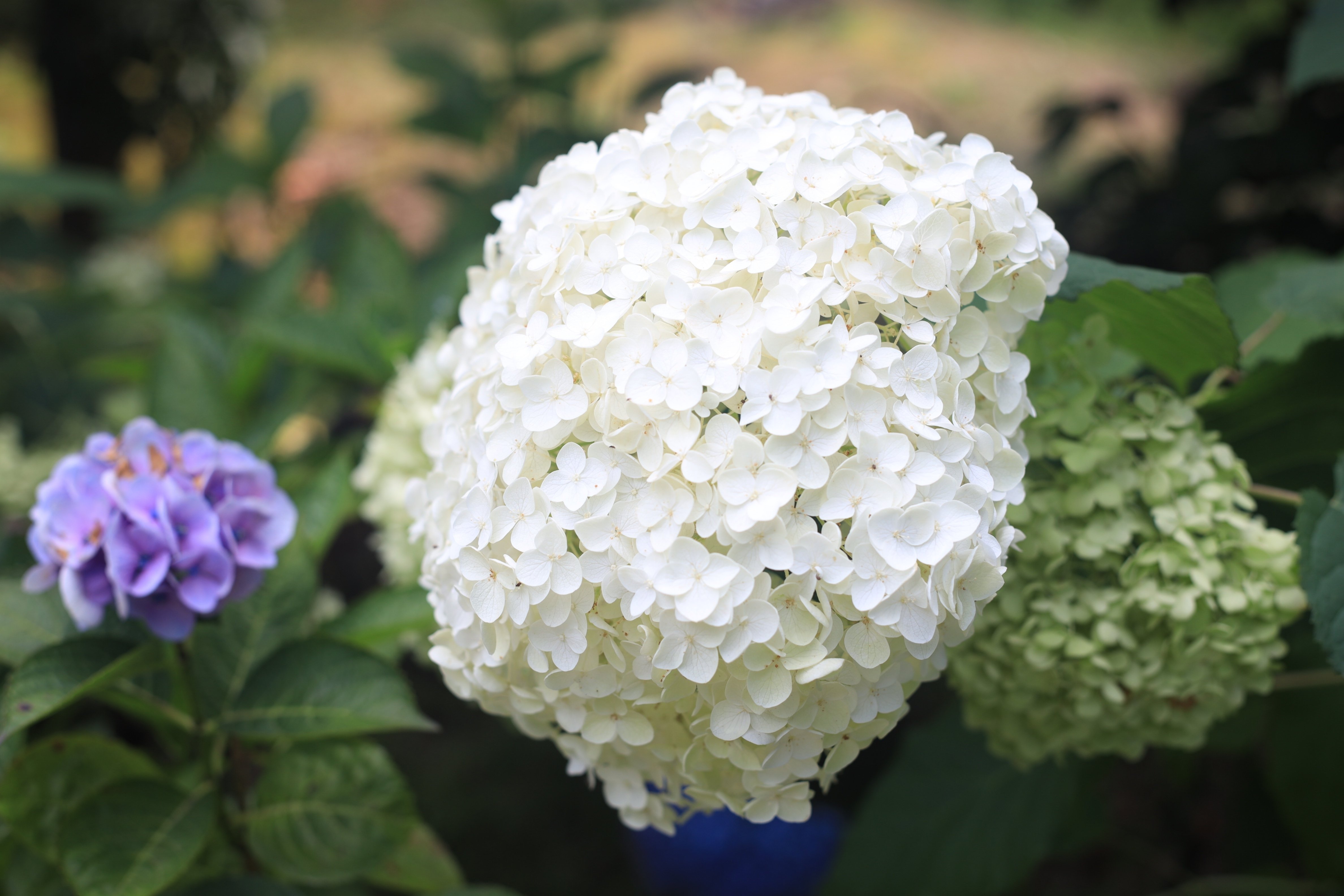 F2.8で写す世界が美しすぎた。（キヤノンNew FD50mm F2 の実写レビュー