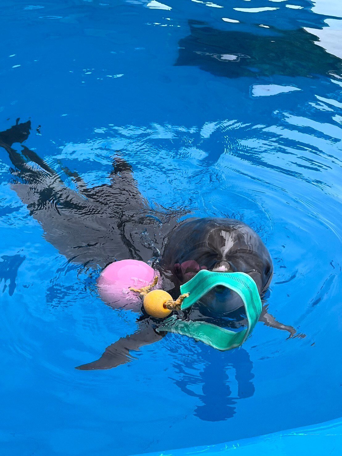 イルカのおもちゃ｜仙台うみの杜水族館