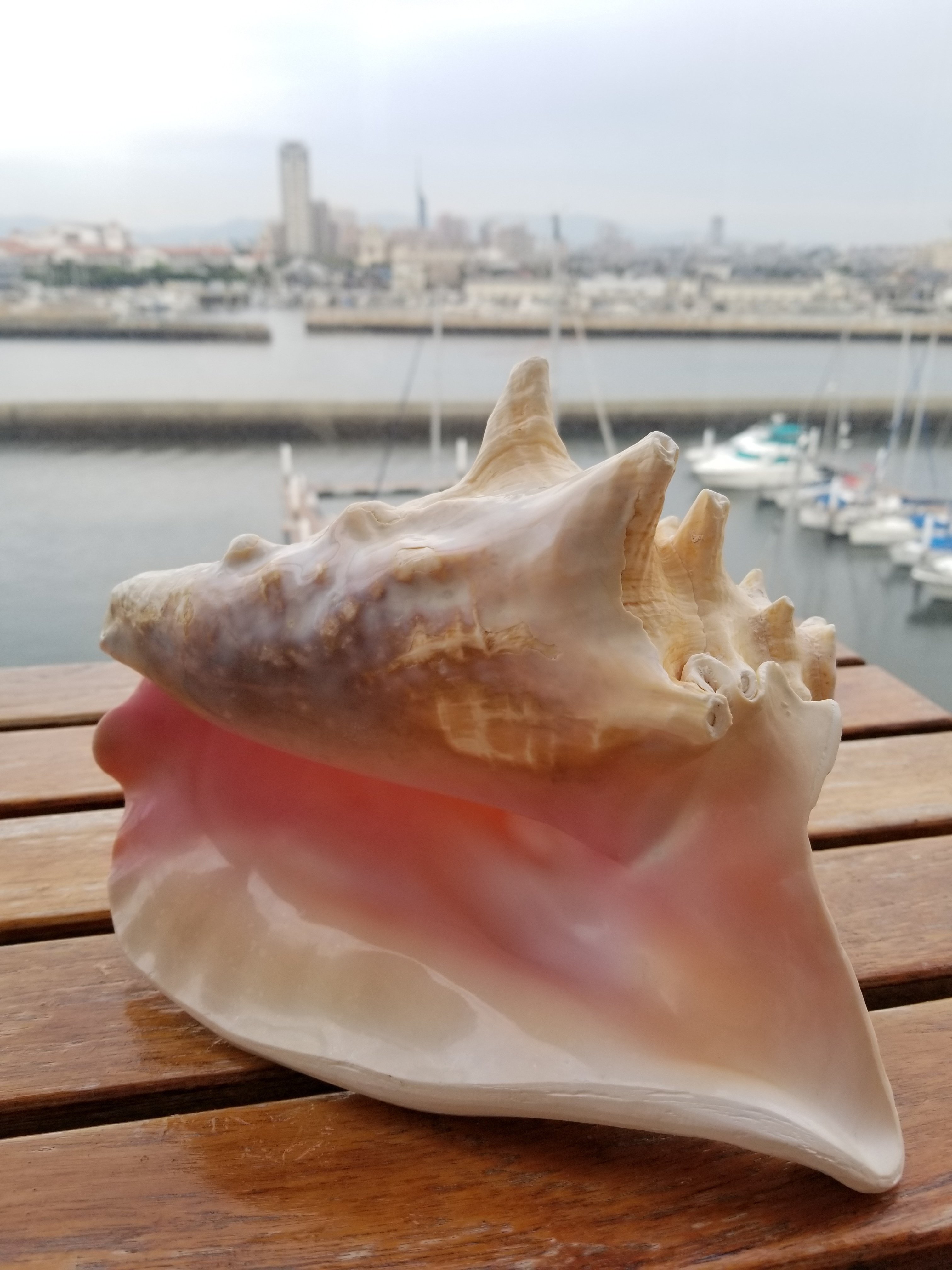 貝殻(沖縄の青い海の宝）ホラ貝蓋付 貝殻(沖縄の青い海の宝) ホラ貝 蓋付 貝殻(沖の青い海の宝)ホラ貝蓋付