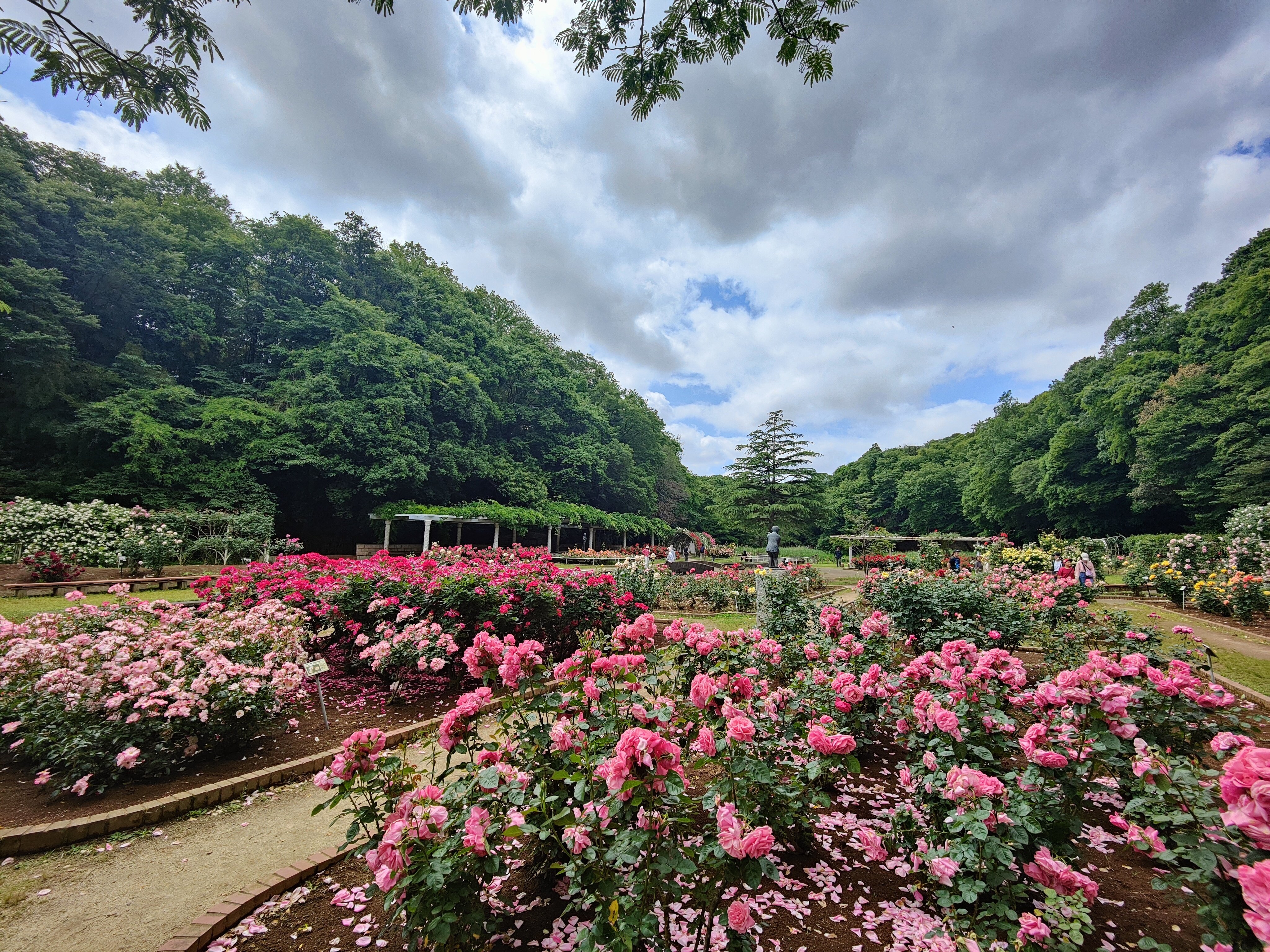 ルドゥーテの庭：大町公園ローズガーデン その1｜酎 愛零（ちゅう あい
