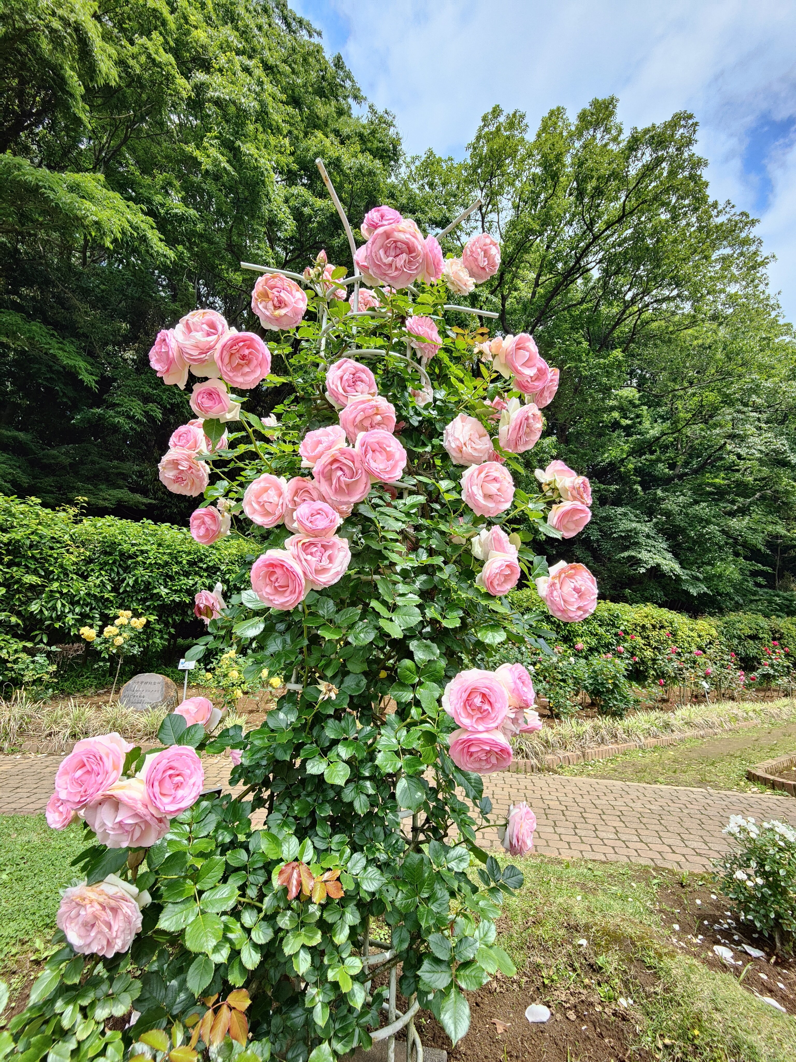 ルドゥーテの庭：大町公園ローズガーデン その1｜酎 愛零（ちゅう あい