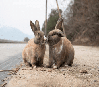 毛色も性格も十兎十色なミニウサギについて解説します｜ペットの杜