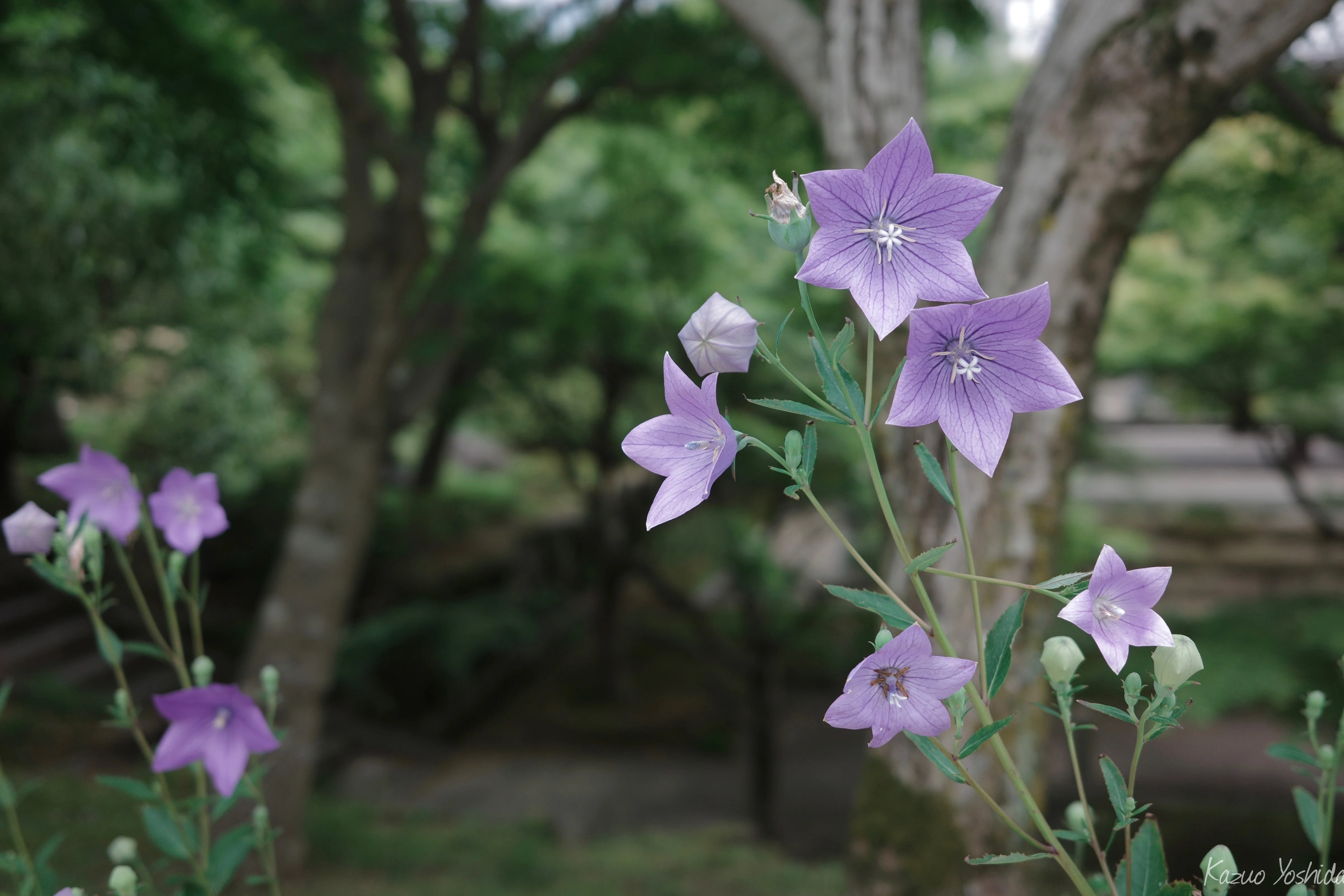 桔梗と桔梗紋｜無為の茶客 | Kazuo Yoshida
