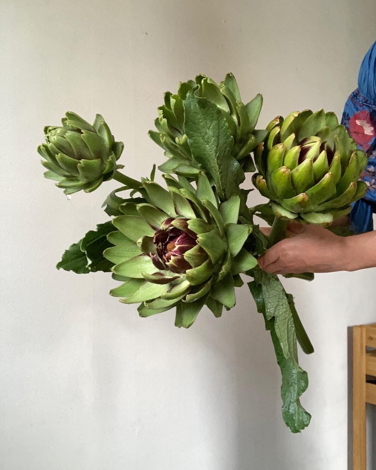 アーティーチョーク｜志布志市 地域おこし協力隊の活動日記, image size:1200x1500