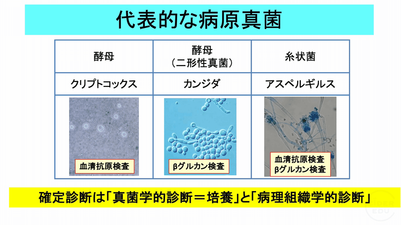 COREID 2022 第14回「真菌感染症」を公開しました|CiDEREDU【公式】
