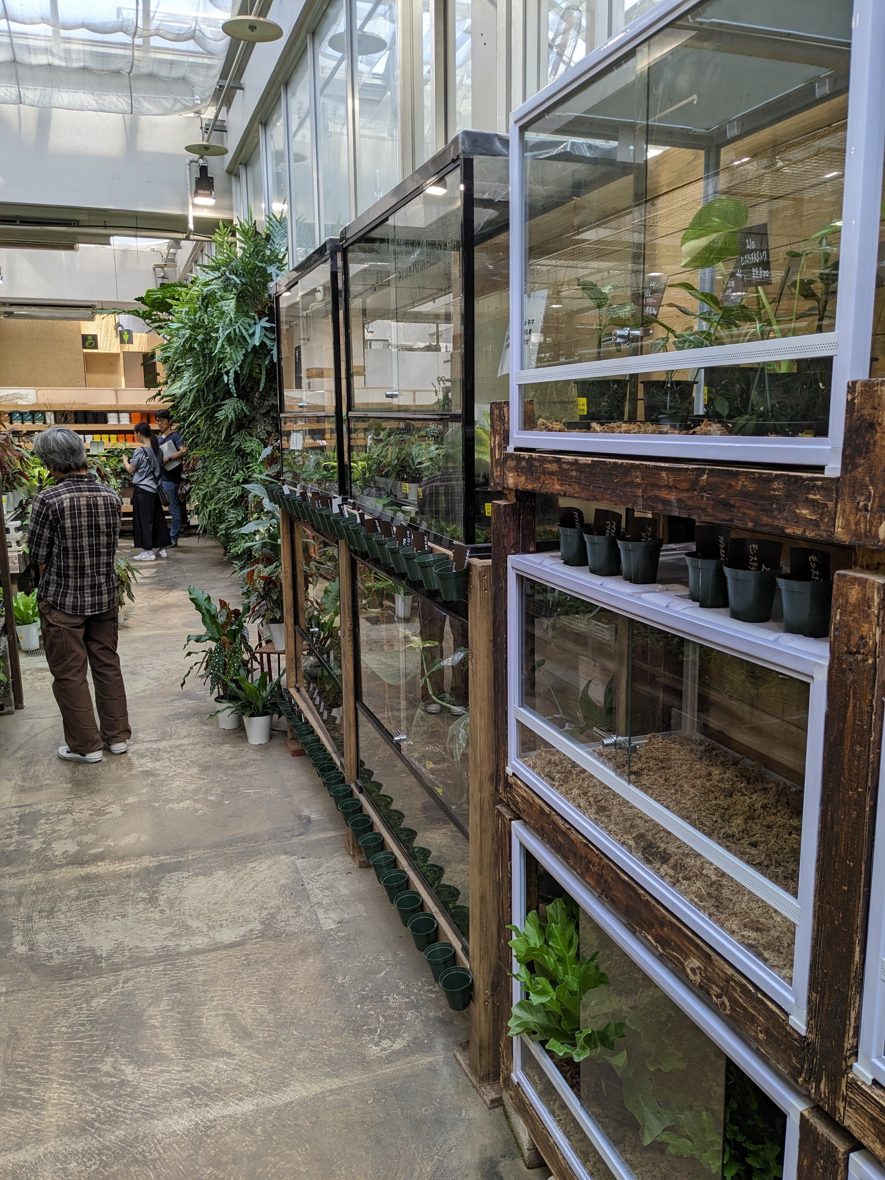 アグラオネマ カーティシー」を買った話｜nishioka