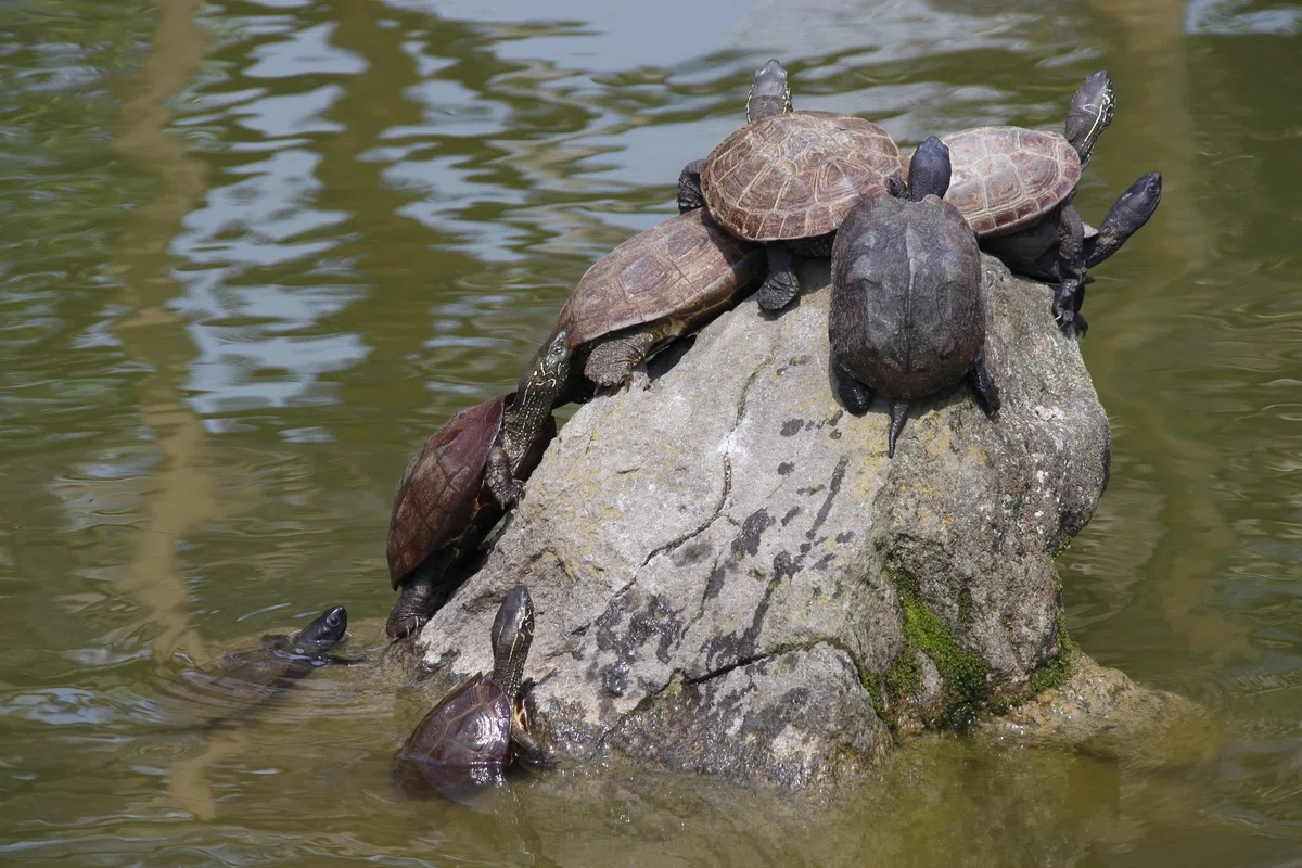 不老不死の霊力をもつ、大山咋神の使い - 「カメ」『神々の意思を伝える動物たち 〜神使・眷属の世界(第十七回)』|久保多渓心