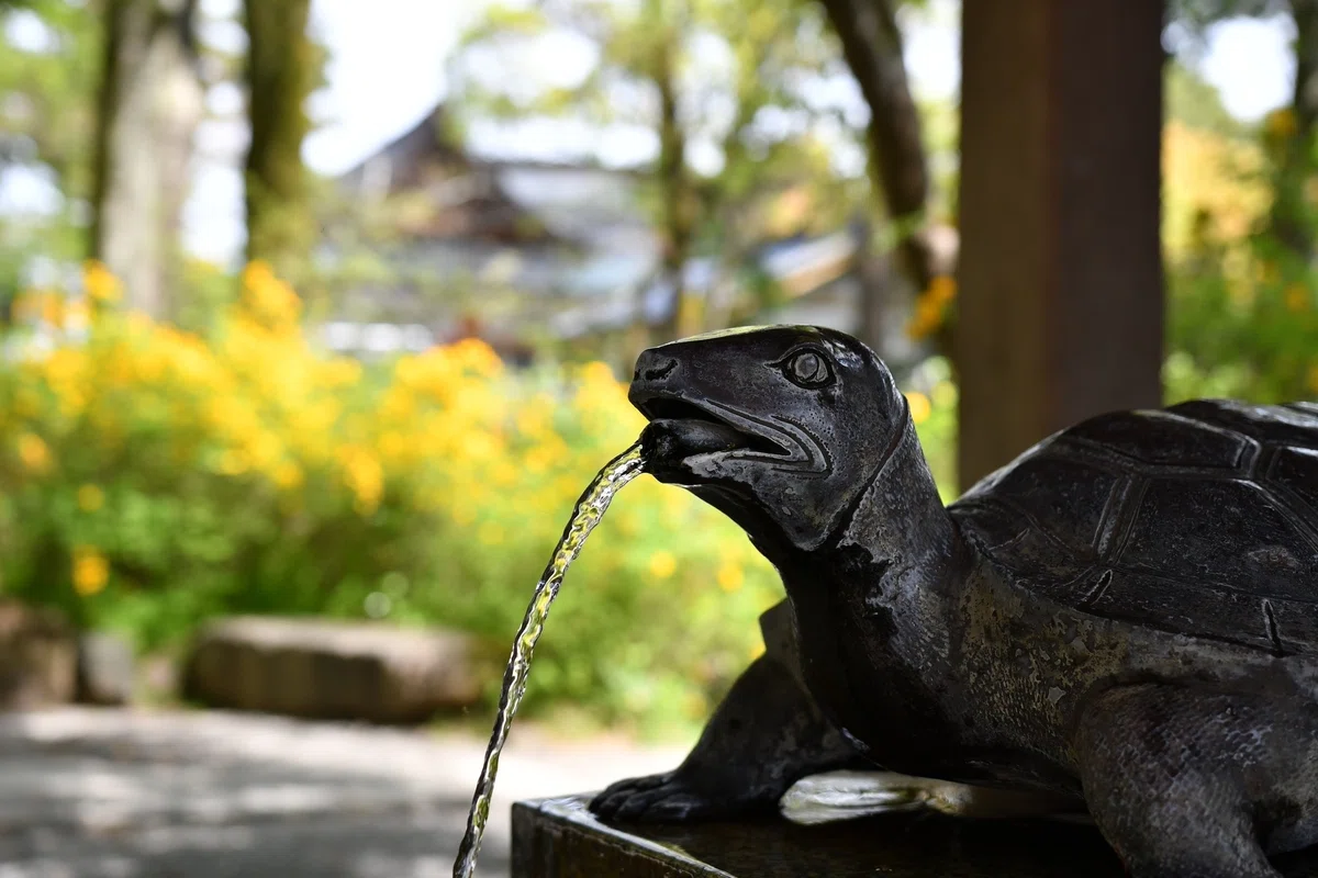 不老不死の霊力をもつ、大山咋神の使い - 「カメ」『神々の意思を伝える動物たち 〜神使・眷属の世界(第十七回)』|久保多渓心