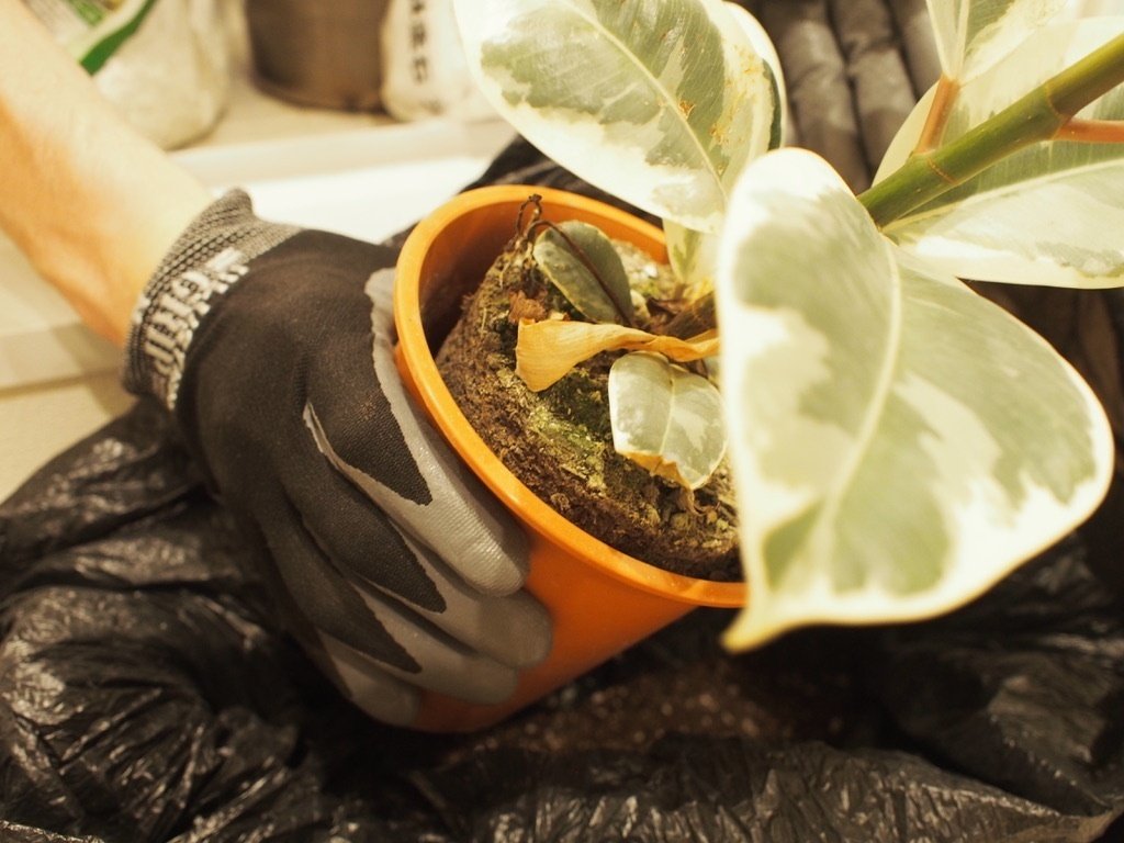 念願のフィカス・ティネケがやってきた｜狐と羊の暮らし