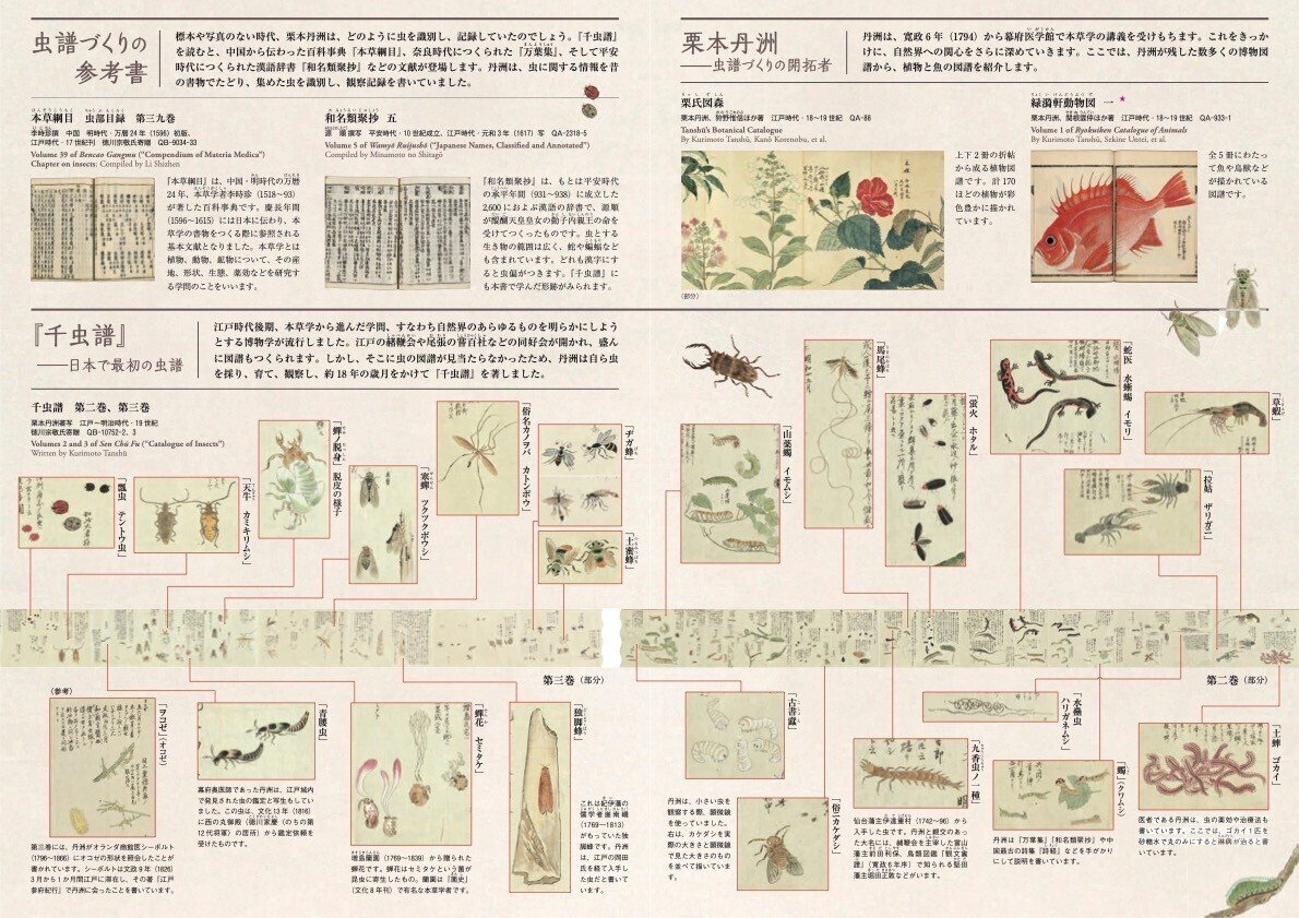 らんまん&博物館ニュース】牧野富太郎の大先輩たち……江戸時代の