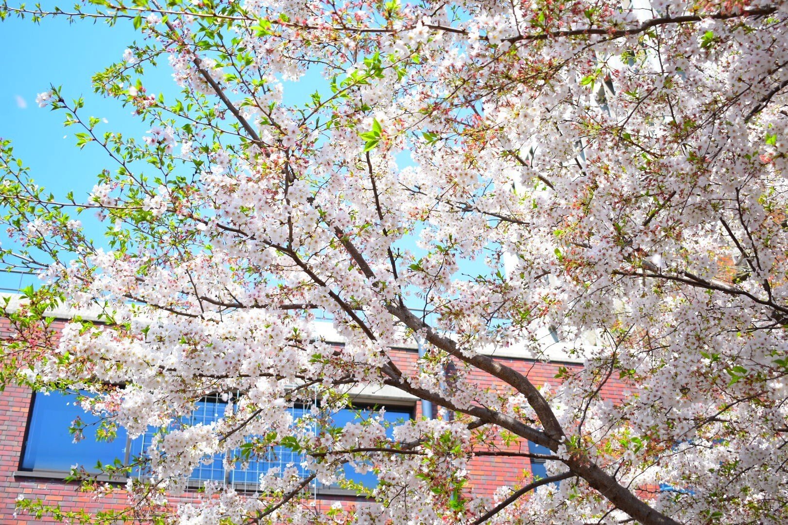 小学校受験】立教女学院小学校の入試、受験、願書の為の学校研究まとめ