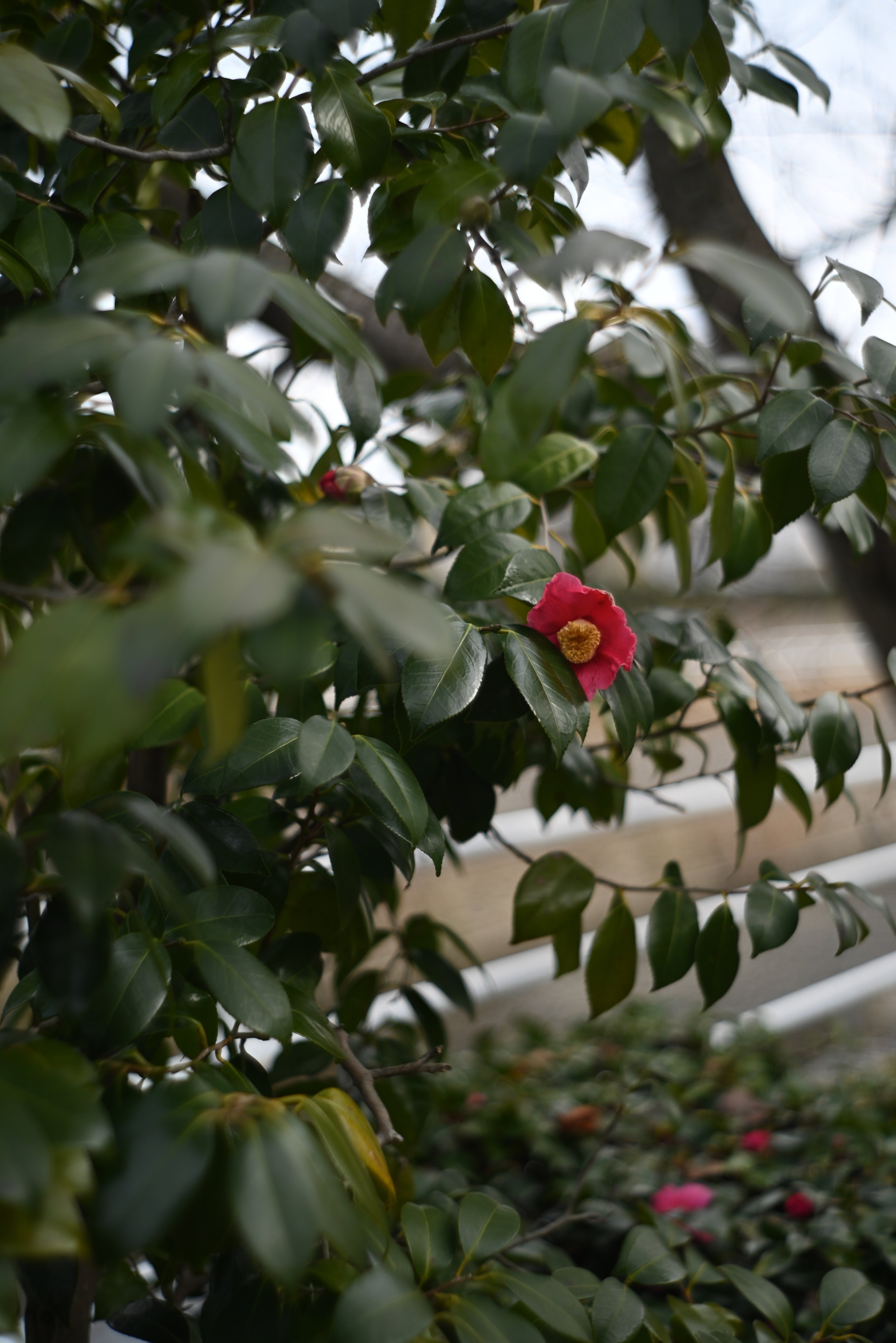 ぼくとカメラと記憶と記録＃3 オールドレンズのこと その1 Jupiter