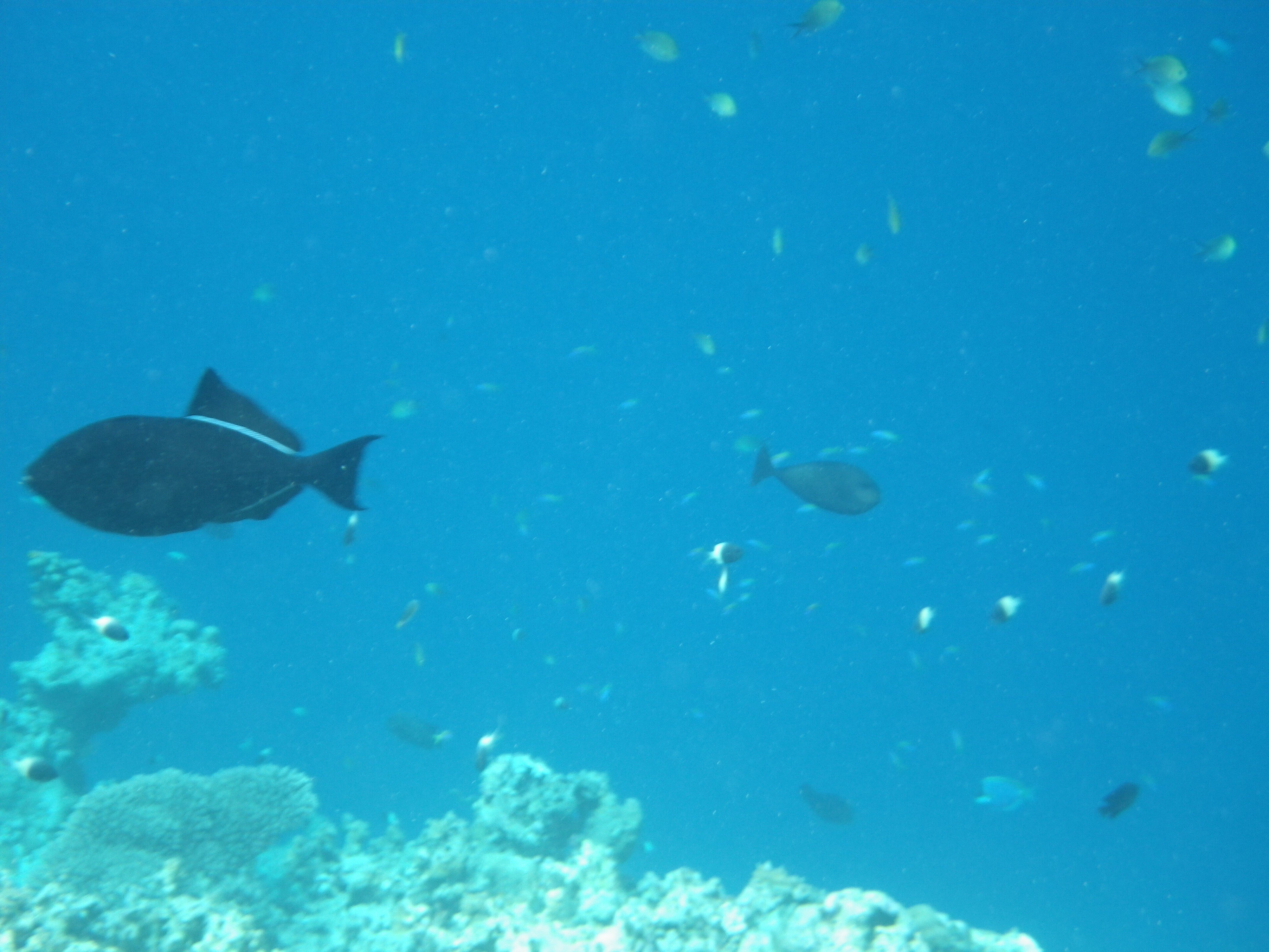 モルディブの海 モルディブ旅行2023、その3、海中世界ほかの生き物たち｜Sowiloisowiloi