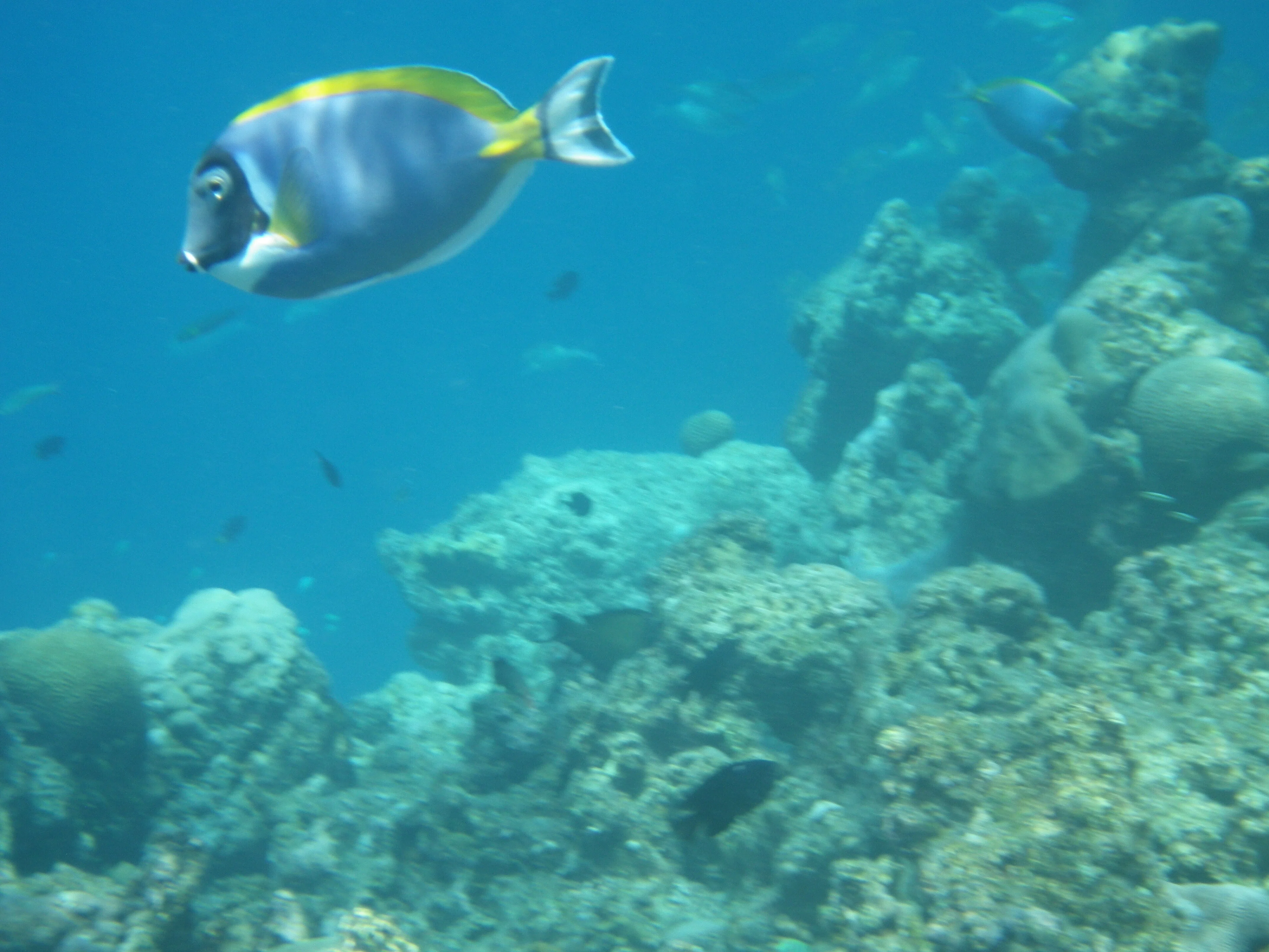 モルディブ旅行2023、その3、海中世界ほかの生き物たち｜Sowiloisowiloi