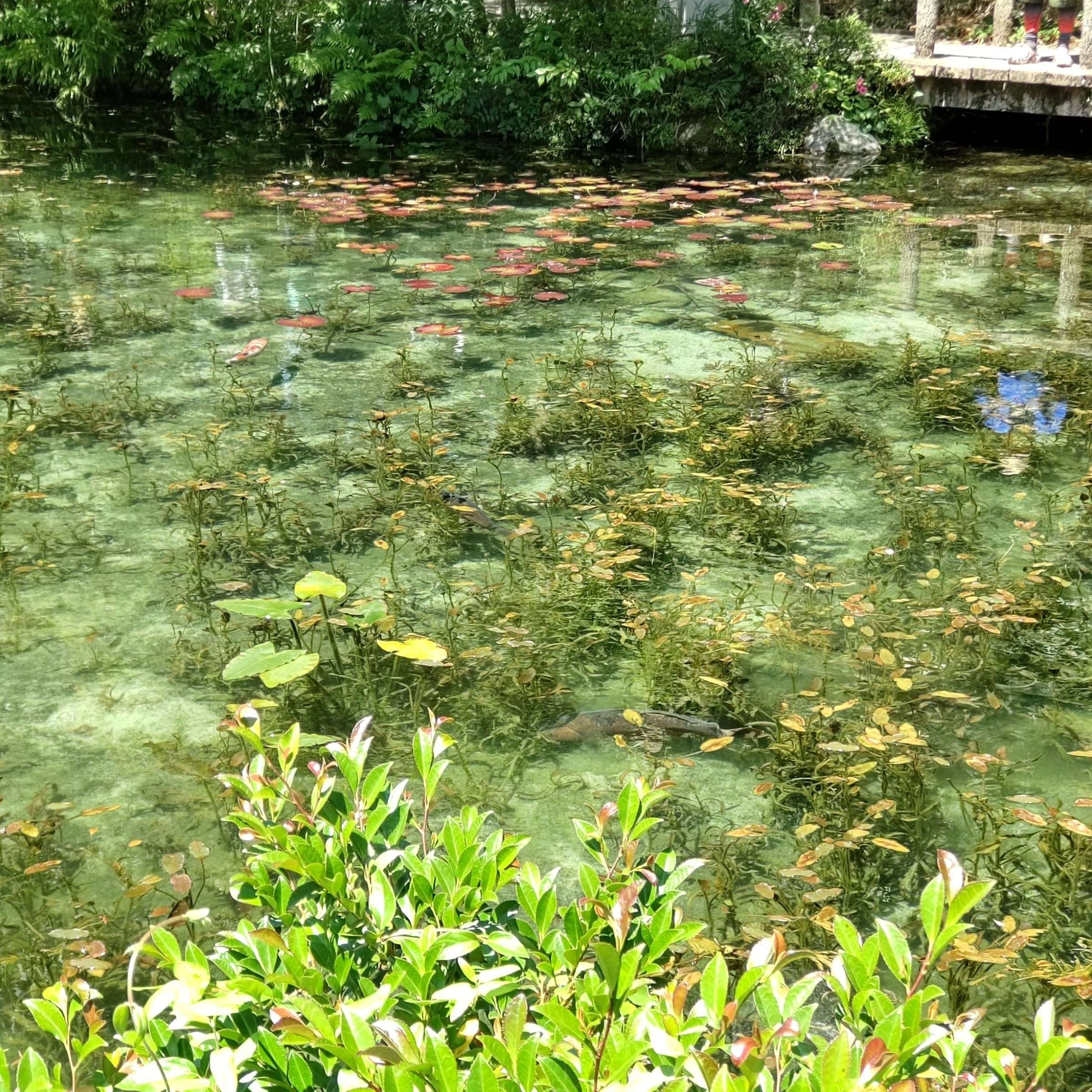 名もなき池（通称：モネの池）｜観光スポット｜岐阜県観光公式