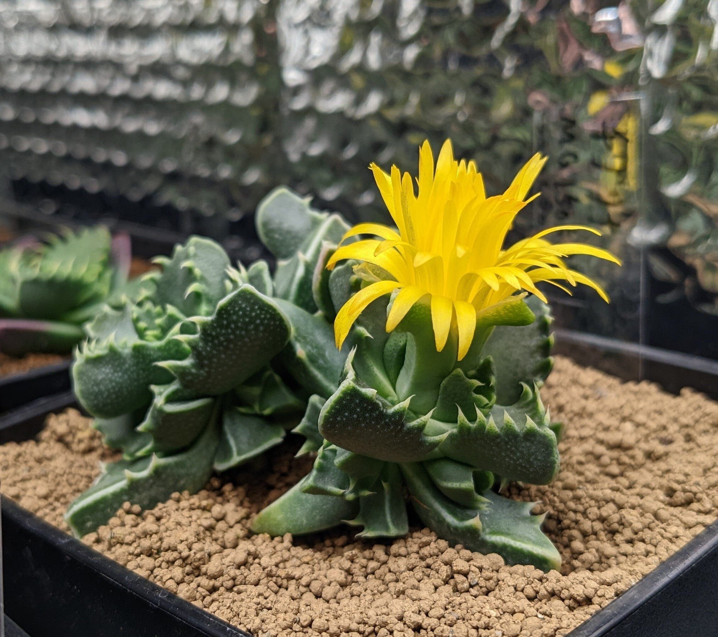 植物】1年の育成が実った(o・ω・o)｜虫圭( ๑╹ω╹๑)カエル𓆏