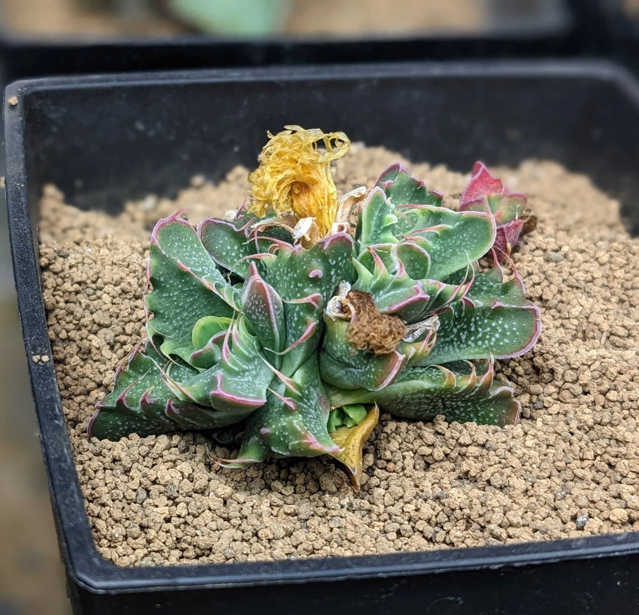 植物】1年の育成が実った(o・ω・o)｜虫圭( ๑╹ω╹๑)カエル𓆏