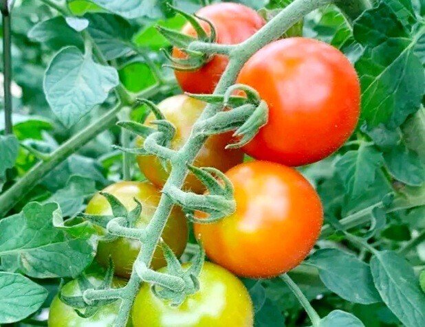 原色野菜病害虫百科 1 / 農文協【編】 - 紀伊國屋書店ウェブ