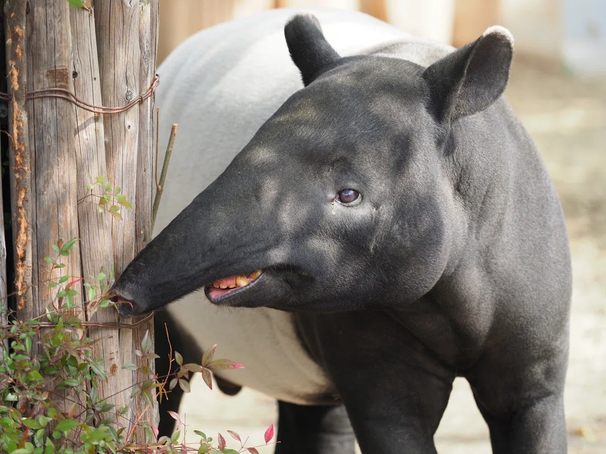 疫病を祓い、人の悪夢を食べる霊獣「獏」 - 『神々の意思を伝える動物たち 〜神使・眷属の世界（第三十四回）』｜久保多渓心