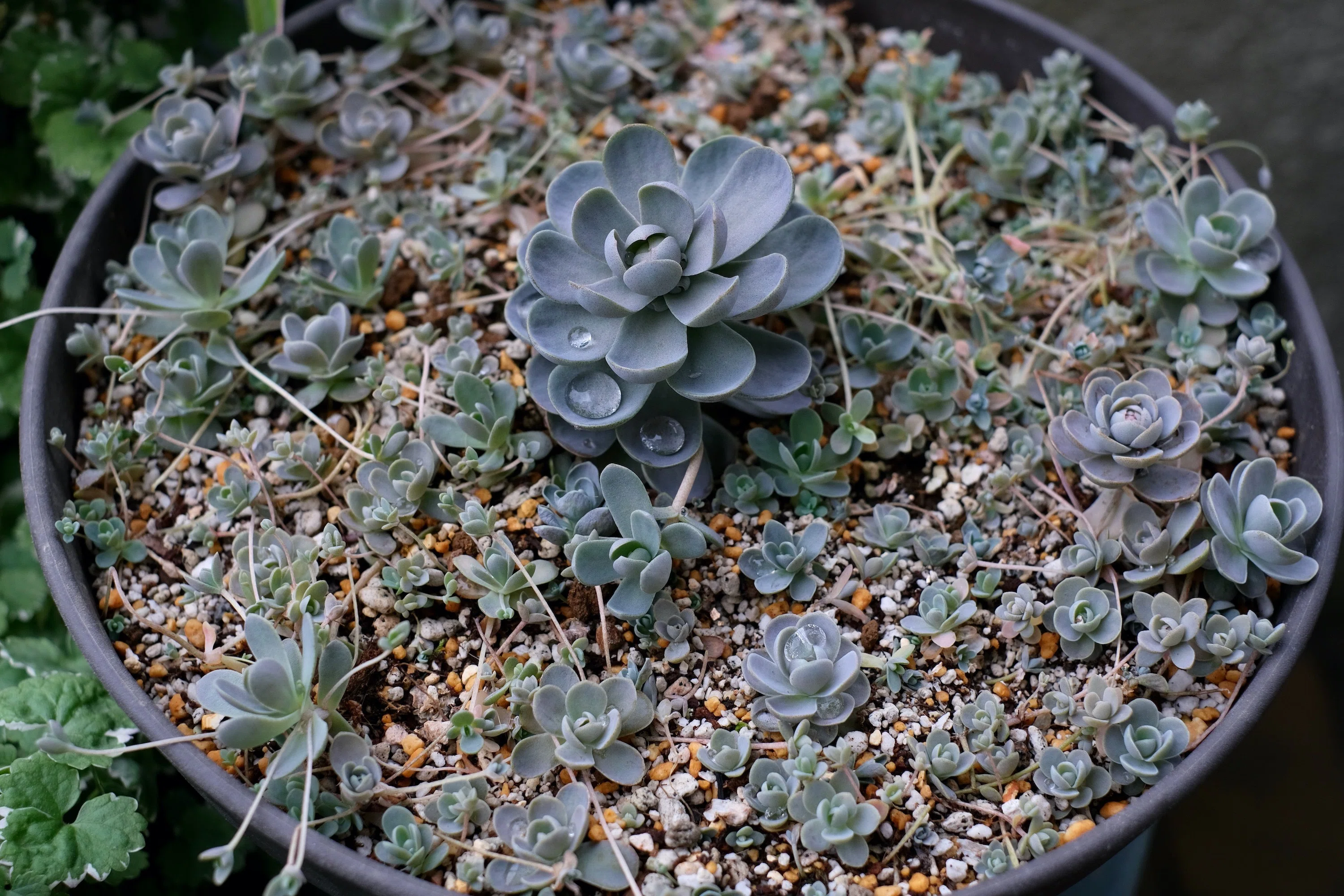 植物のキモチ 梅雨の多肉植物｜季節花人 | Shoko Kondo
