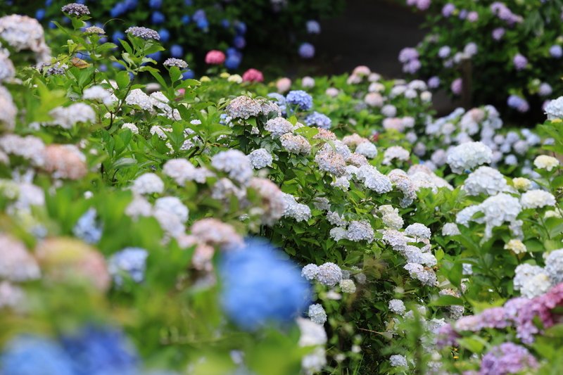 舞鶴自然文化園は100種類以上のアジサイが咲いてます。いろいろな色が混在していて綺麗です。