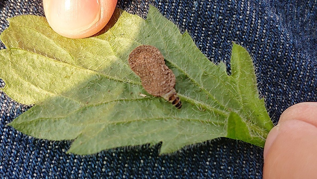 マダラマルハヒロズコガ（アリの巣でくらす虫）｜Hinata