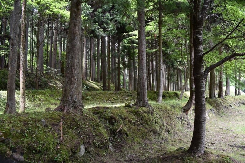 木の上　エオカルカリア ARK/Mod】エオカルカリア(Eocarcharia)の生態、テイム方法、テイム後