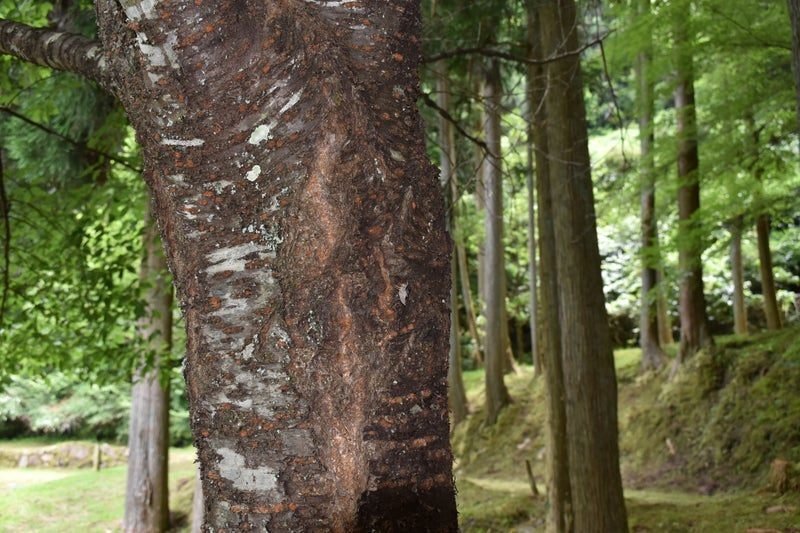 モリアオガエルの森〜室生山上公園芸術の森｜高坂正澄