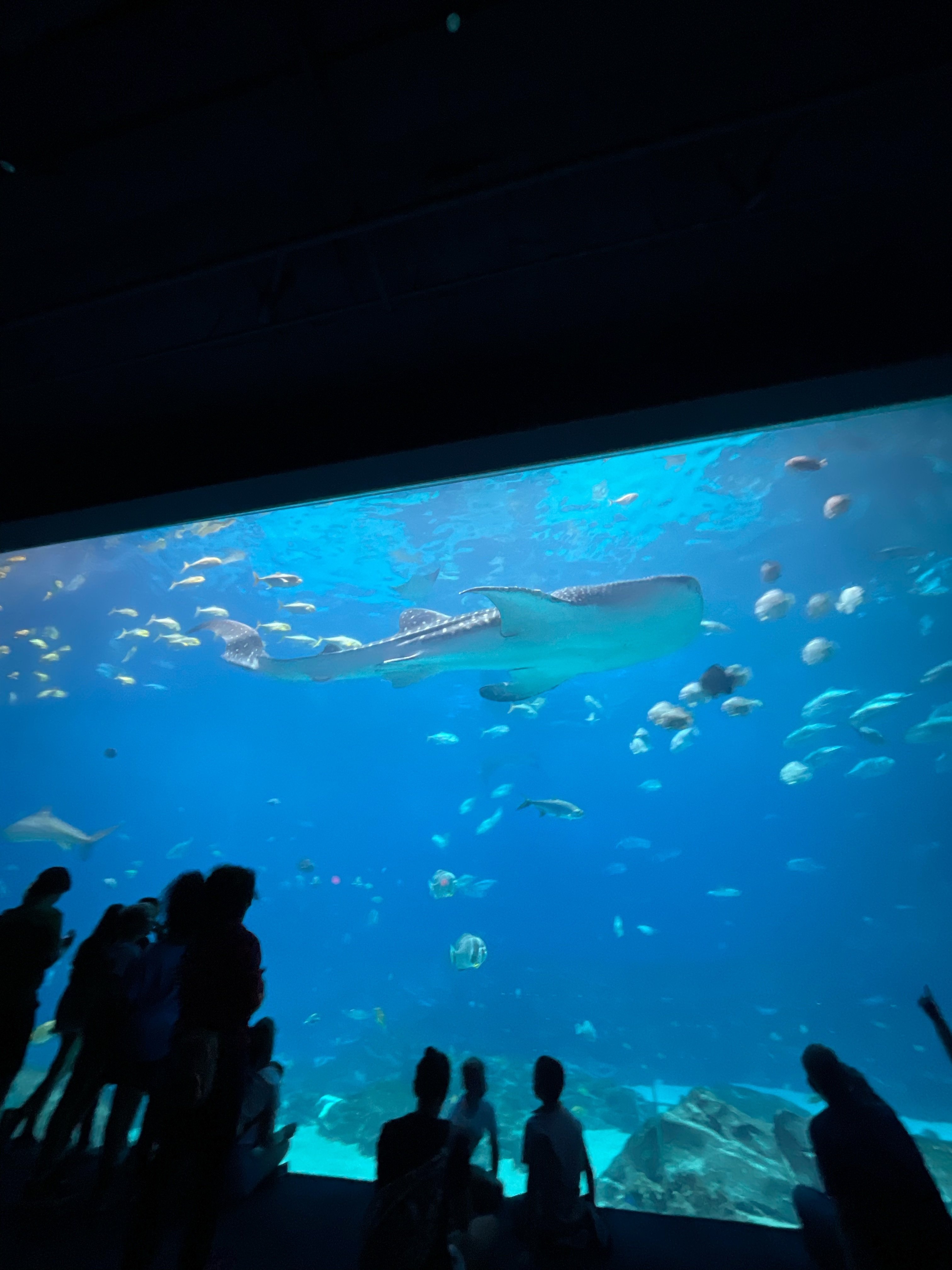 Aquariumジョージア・アクアリウム・ジョージア水族館｜アメリカ在住🇺🇸日本語＆国語教師 IZUMI