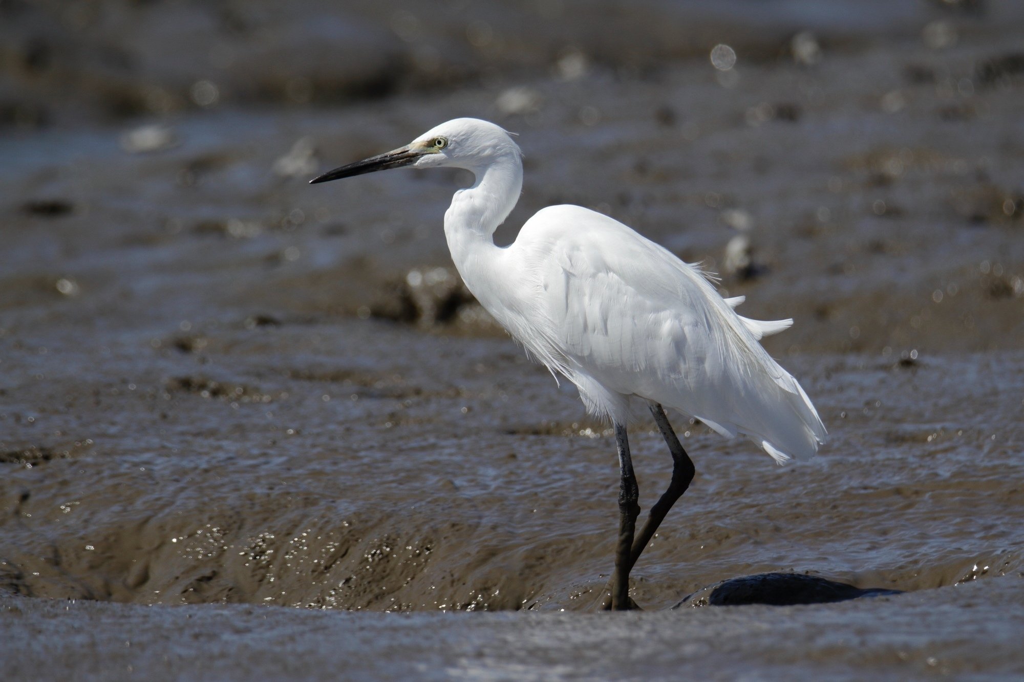 悪疫退散の吉鳥「白鷺」 - 『神々の意思を伝える動物たち 〜神使・眷属