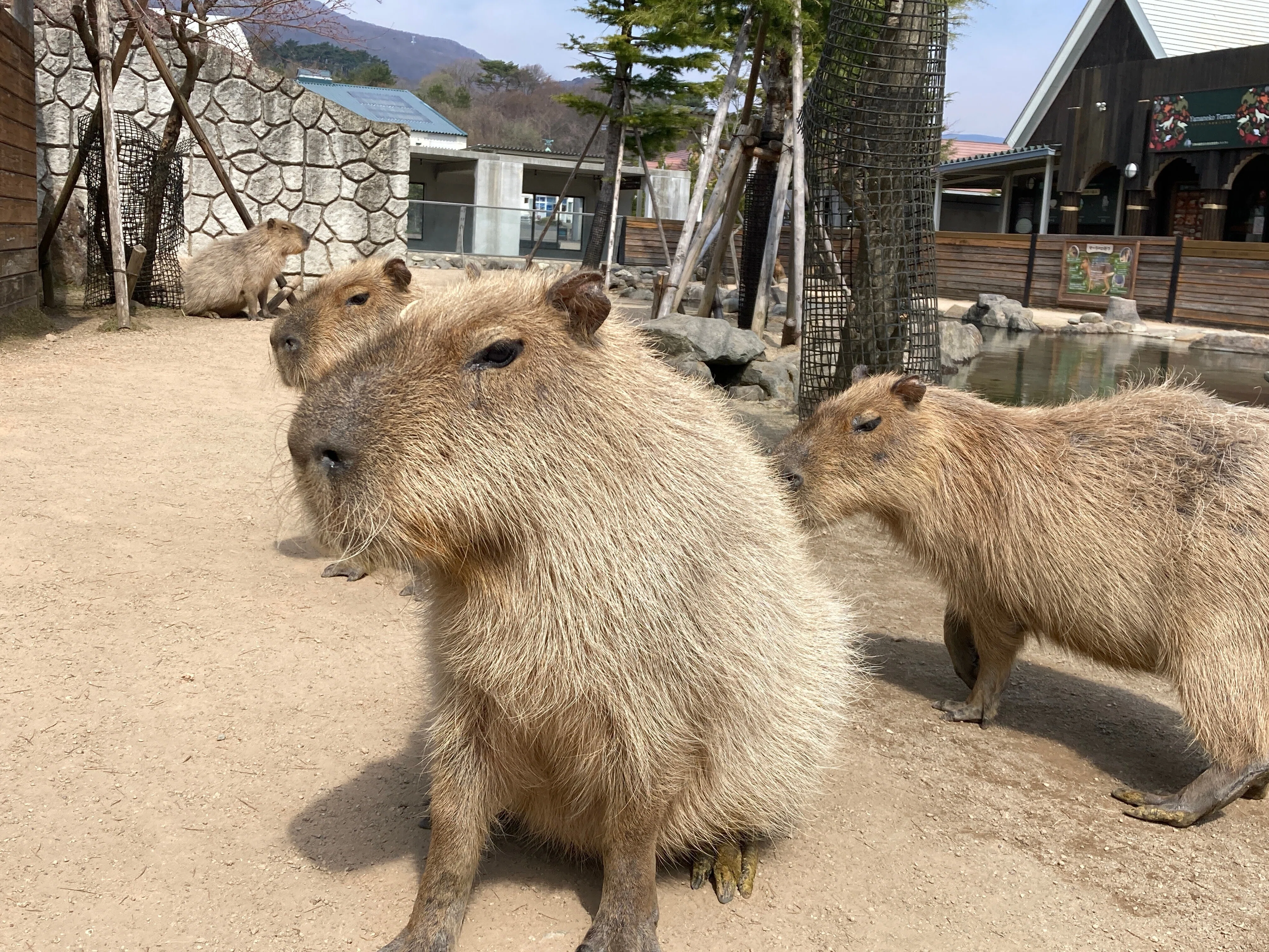 カピバラメンバー紹介｜那須どうぶつ王国公式note
