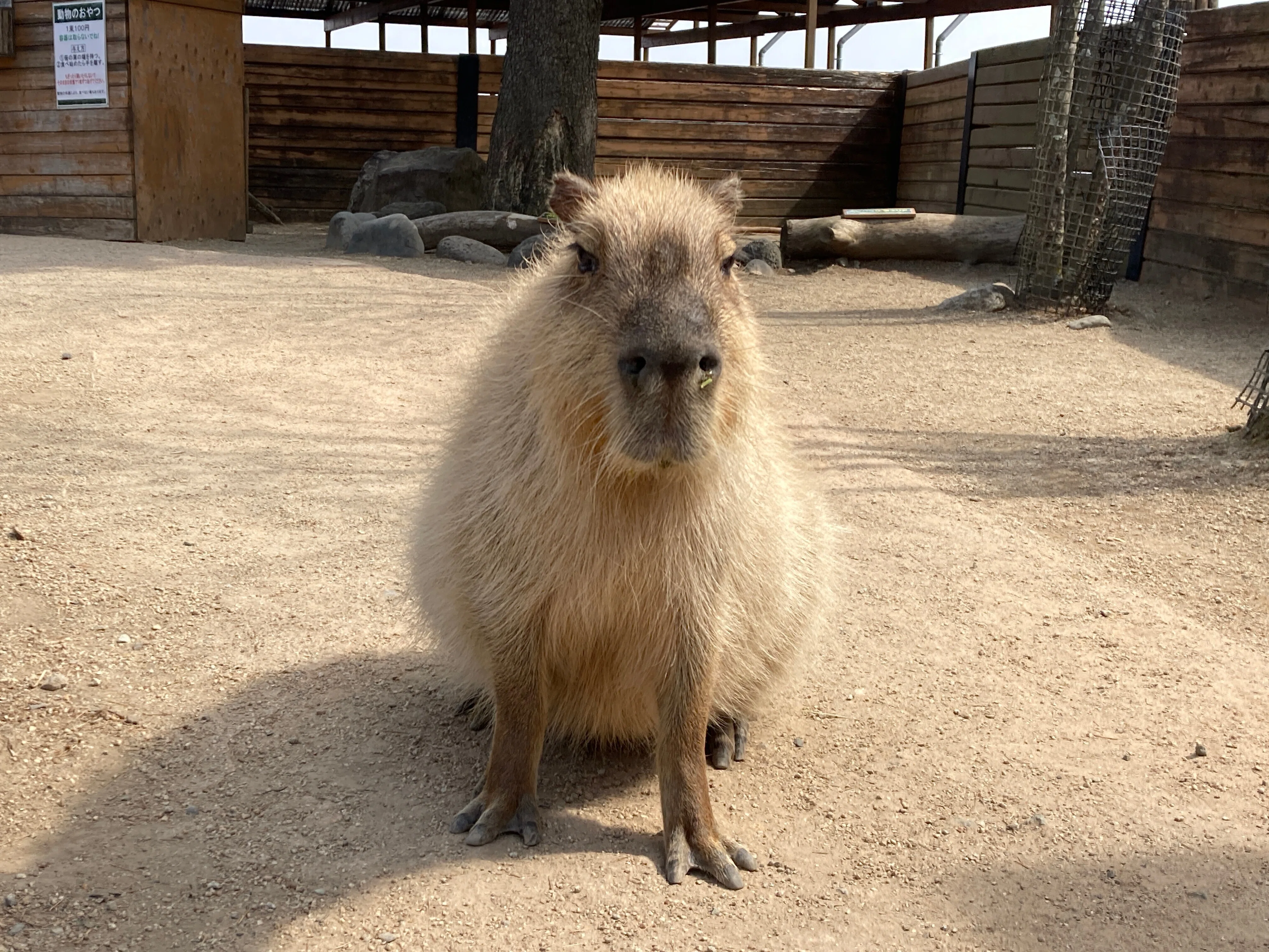 ★Gcm09AZフロッキーズカピバラさん全5種Fiockysプロフィール入 仙台】八木山動物公園にカピバラさんがやってきた！ピザもうまい