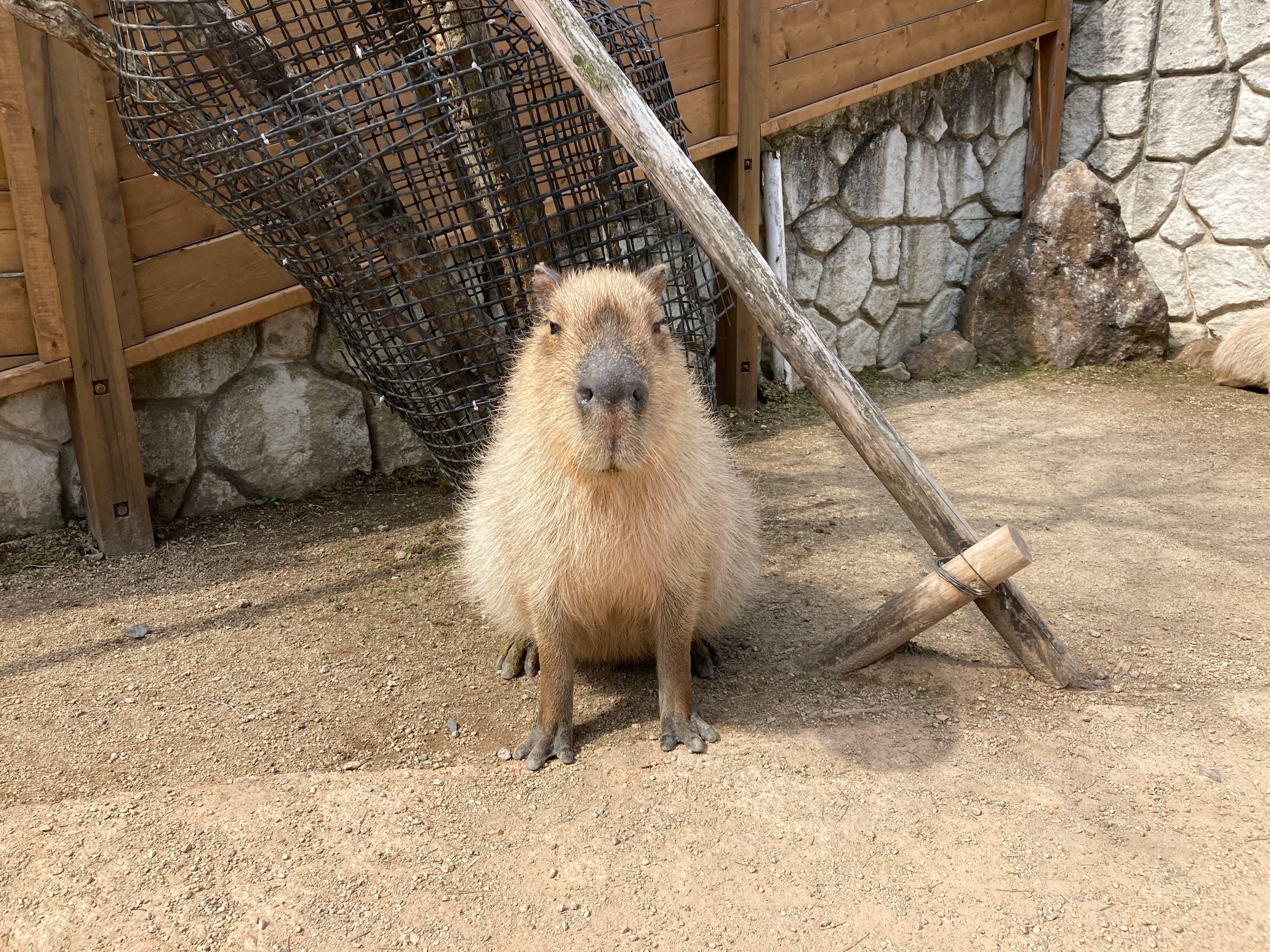 スイカ大好き♪小さな仲良しネズミ スイカ大好き♪小さな仲良しネズミ