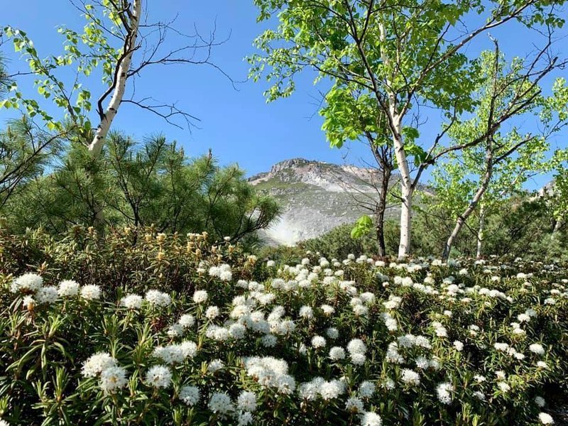 北海道の固有種、エゾイソツツジの群落川湯温泉硫黄山麓では、独特の植生が見られる